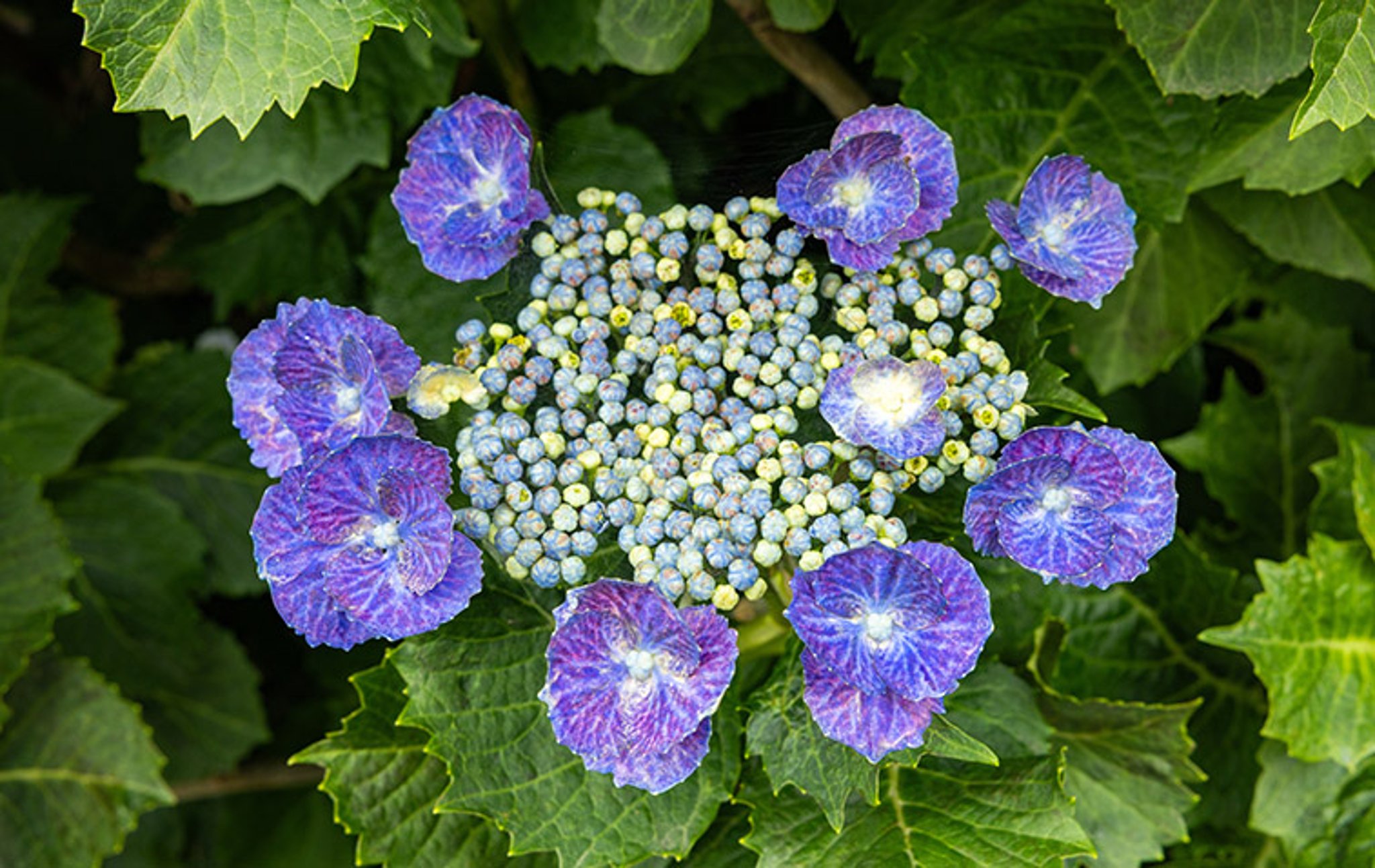 6 Kinds of Hydrangeas & Hydrangea Care Tips | Petal Talk