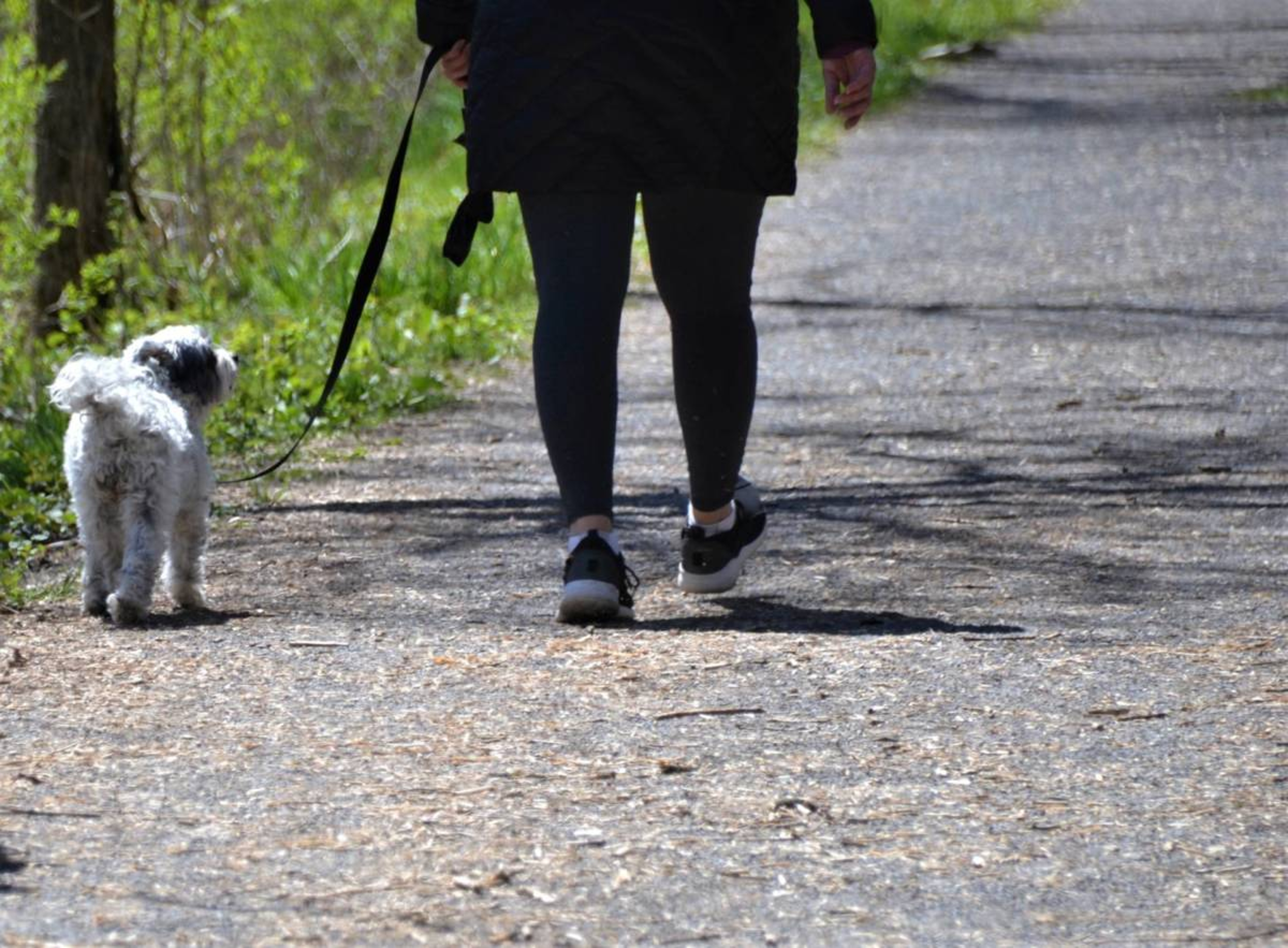 Person taking a walk in a park with a dog in the summer