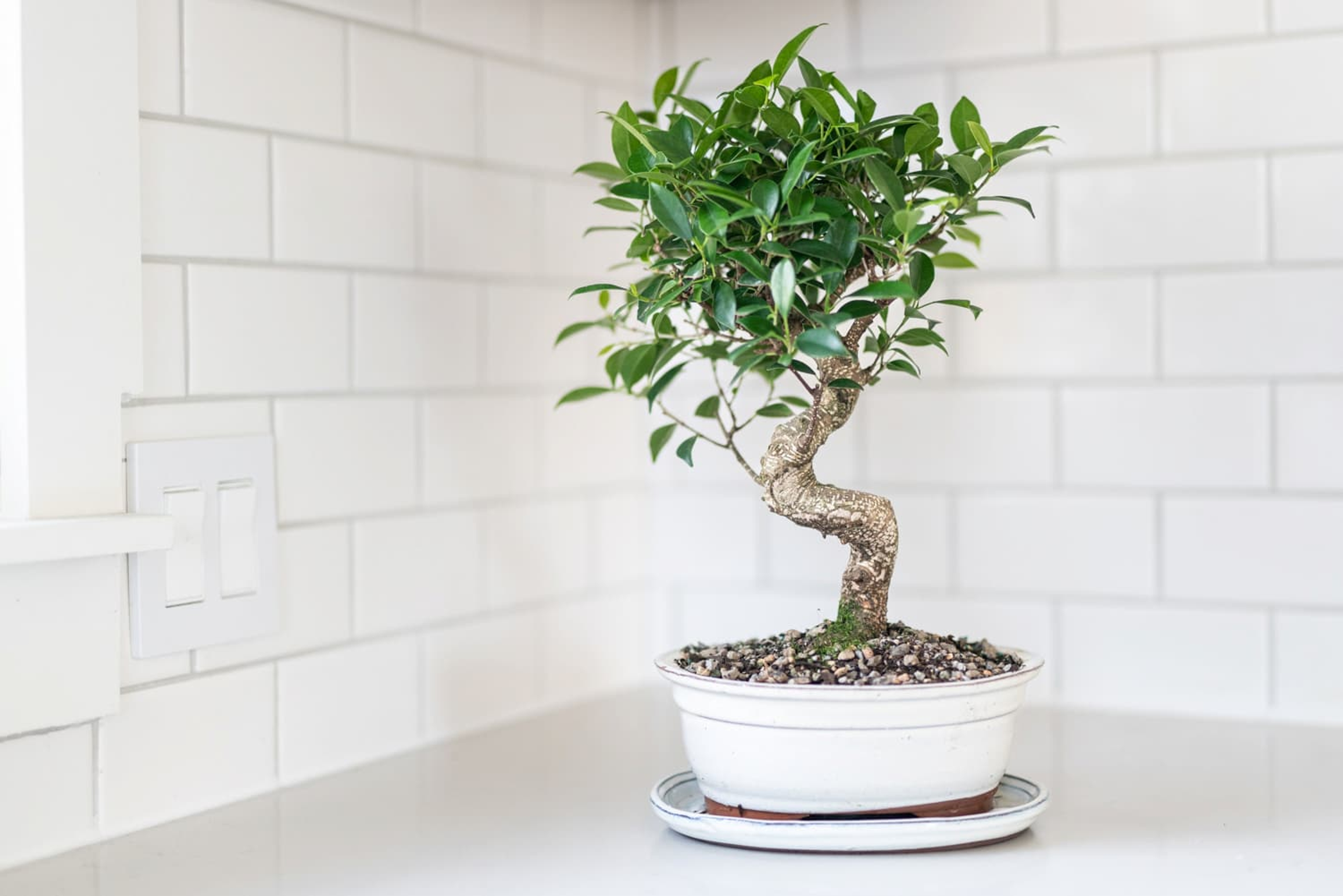 golden gate ficus bonsai tree