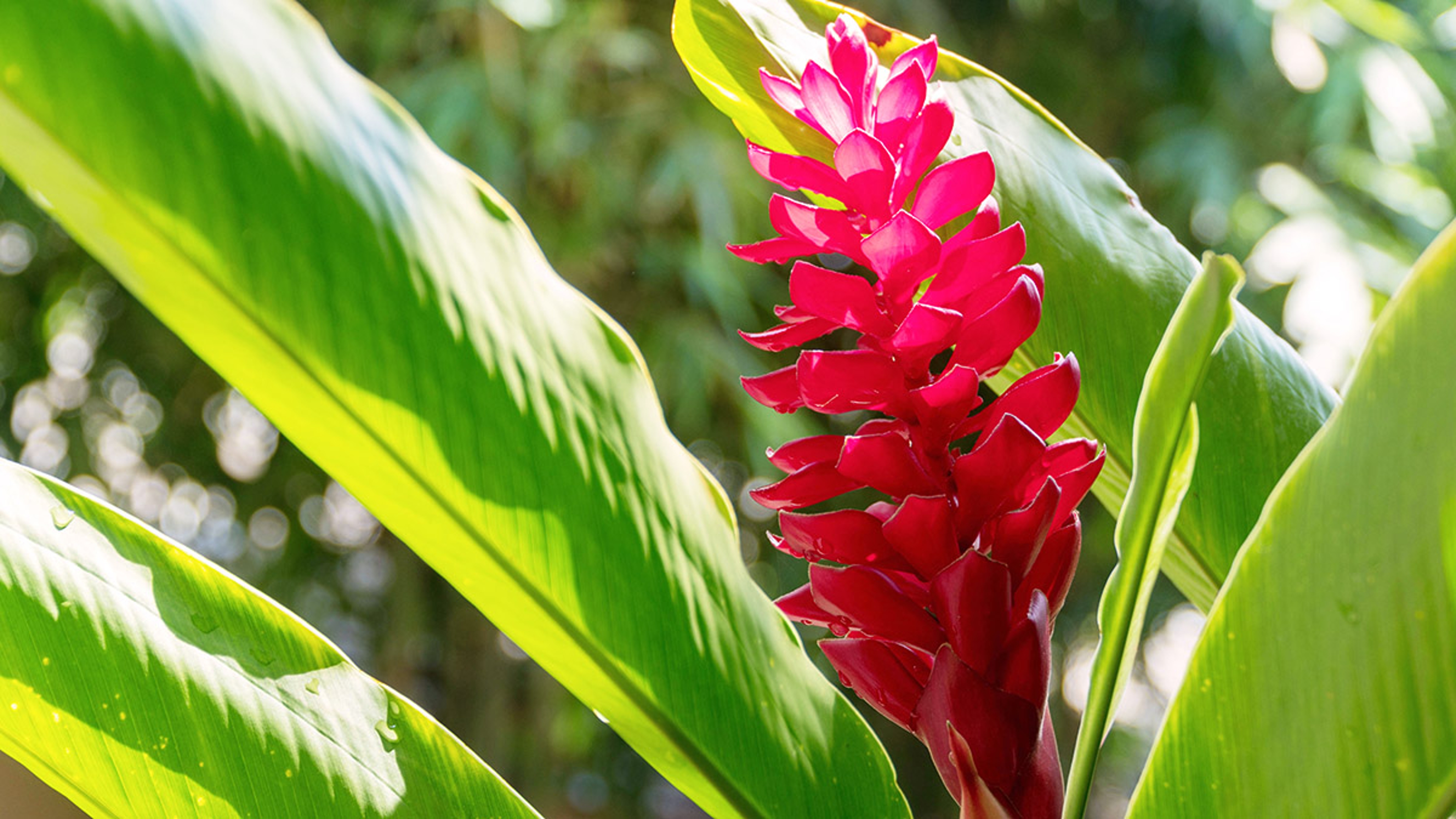 Article Cards Featured Image Beautiful blossom red ginger flower with leaves on nature backgr