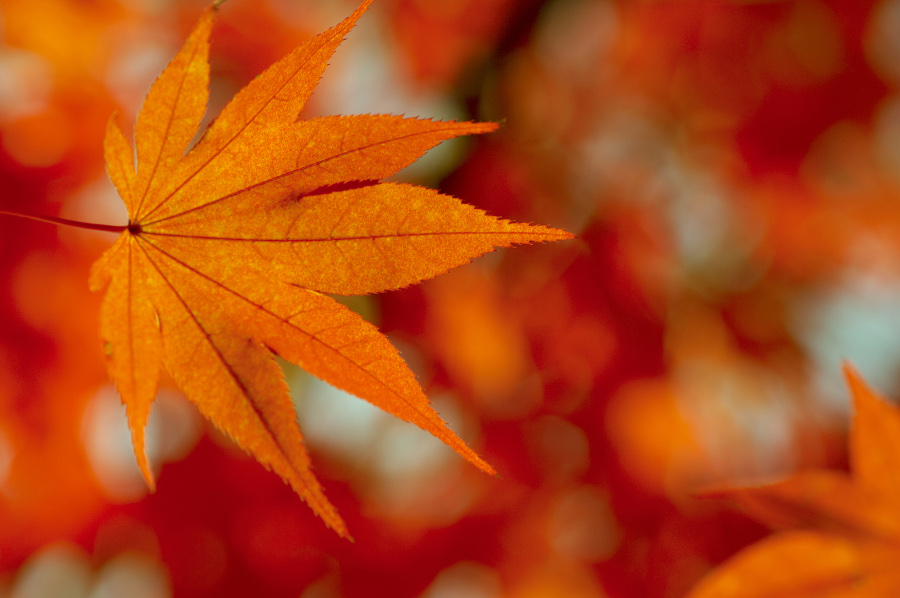 Good Fall Leaves