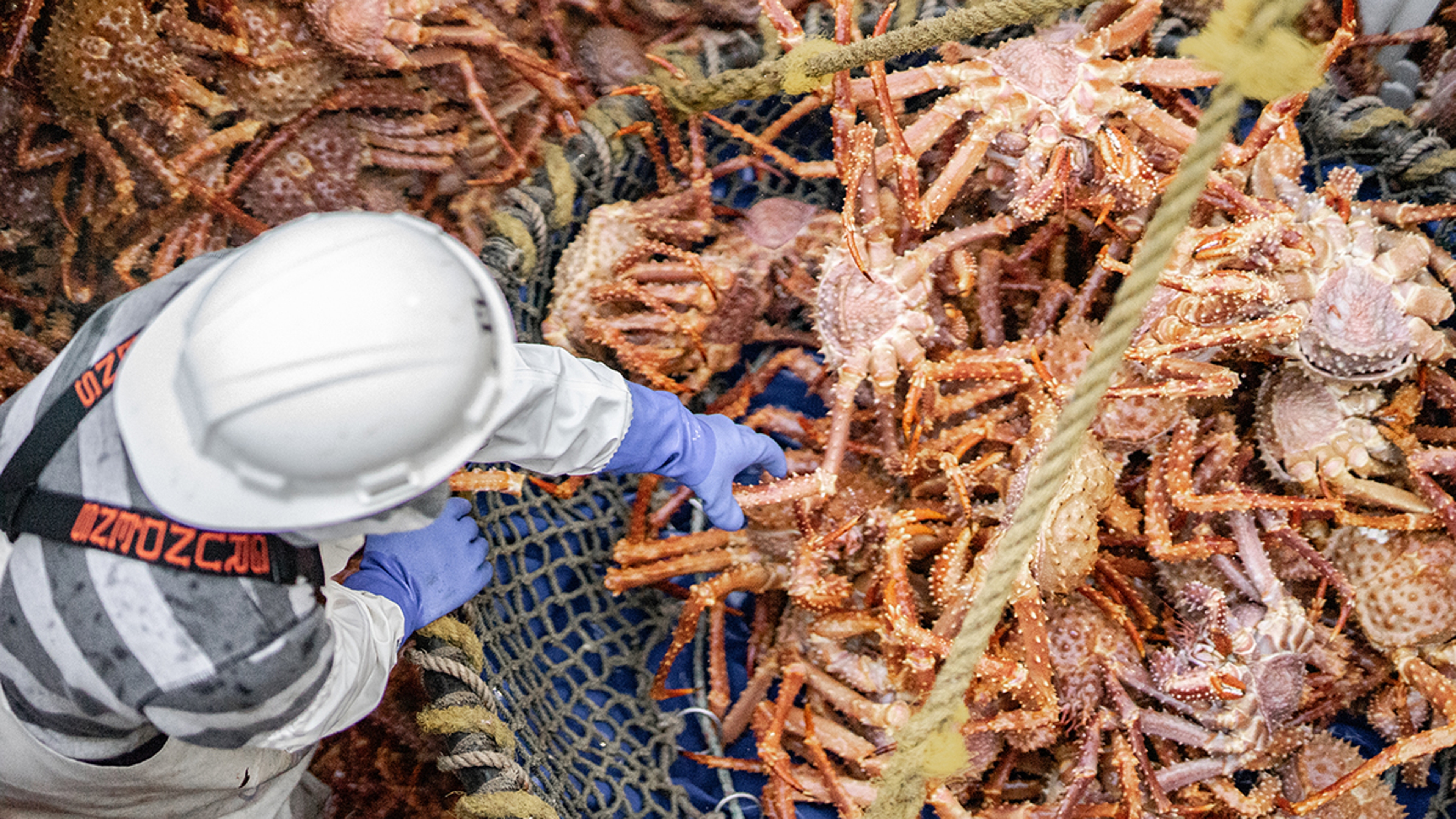 golden king crab dutch harbor