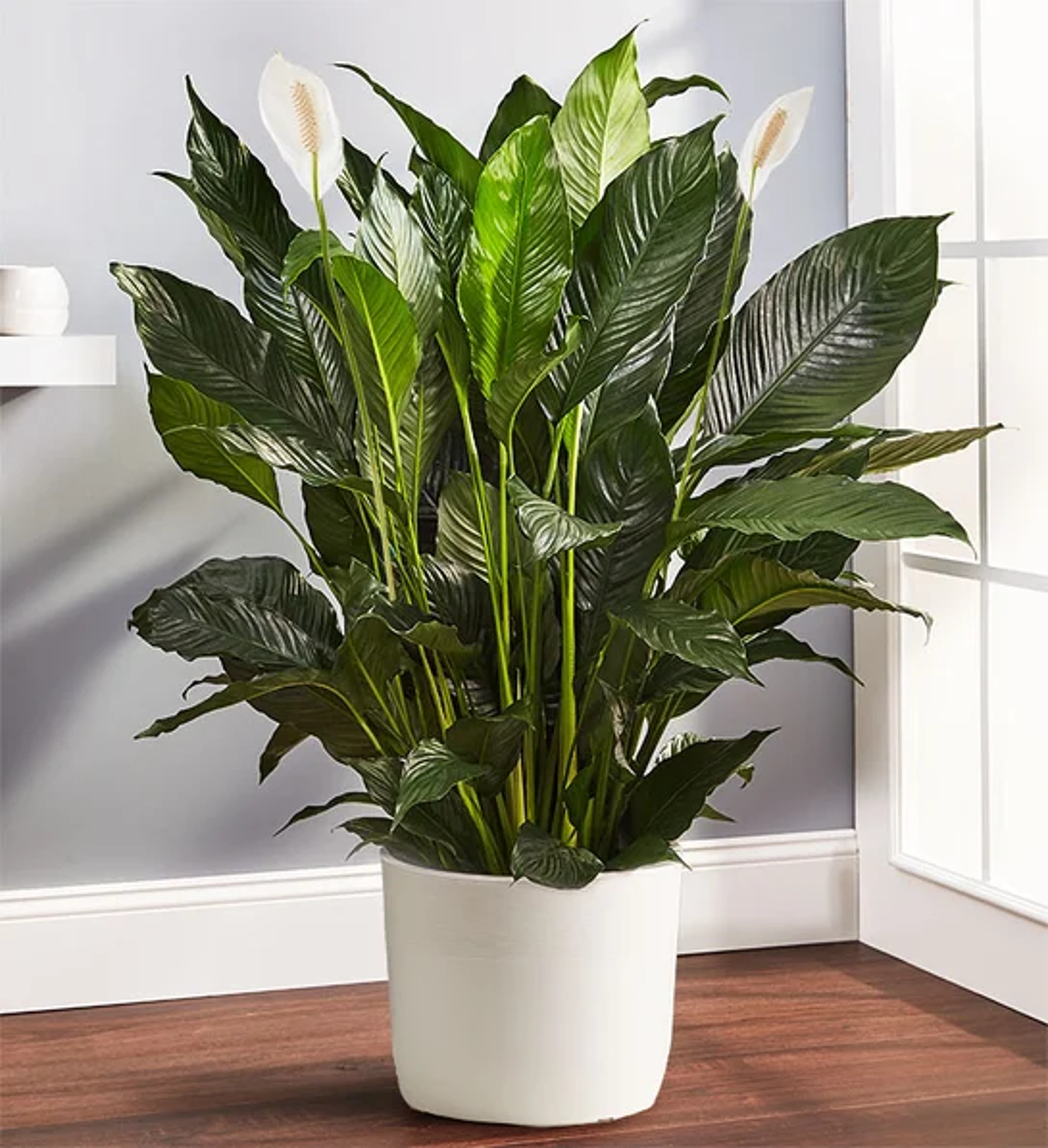 office plants peace lily