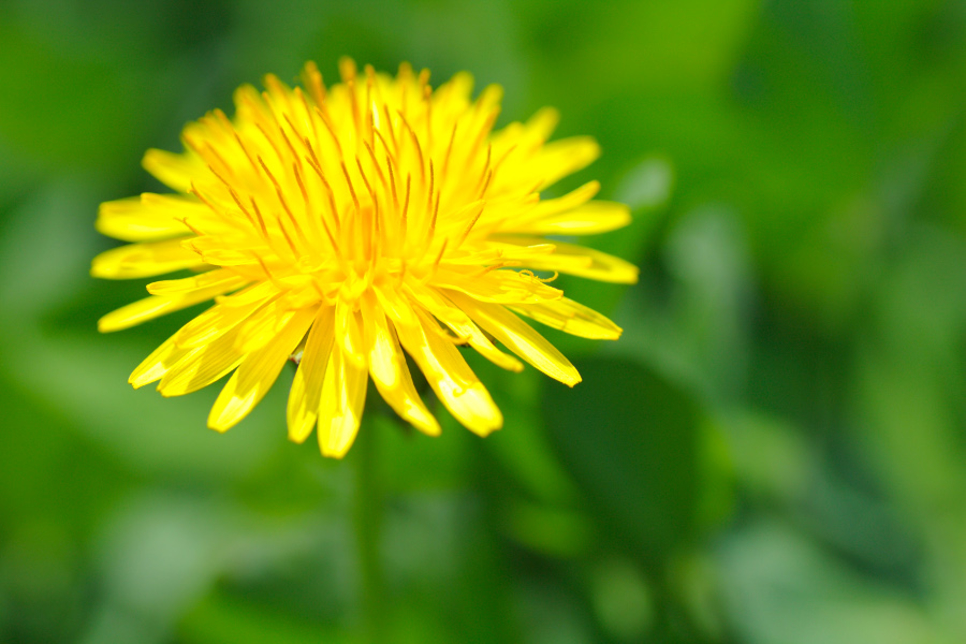 flowers that mean strength dandelion