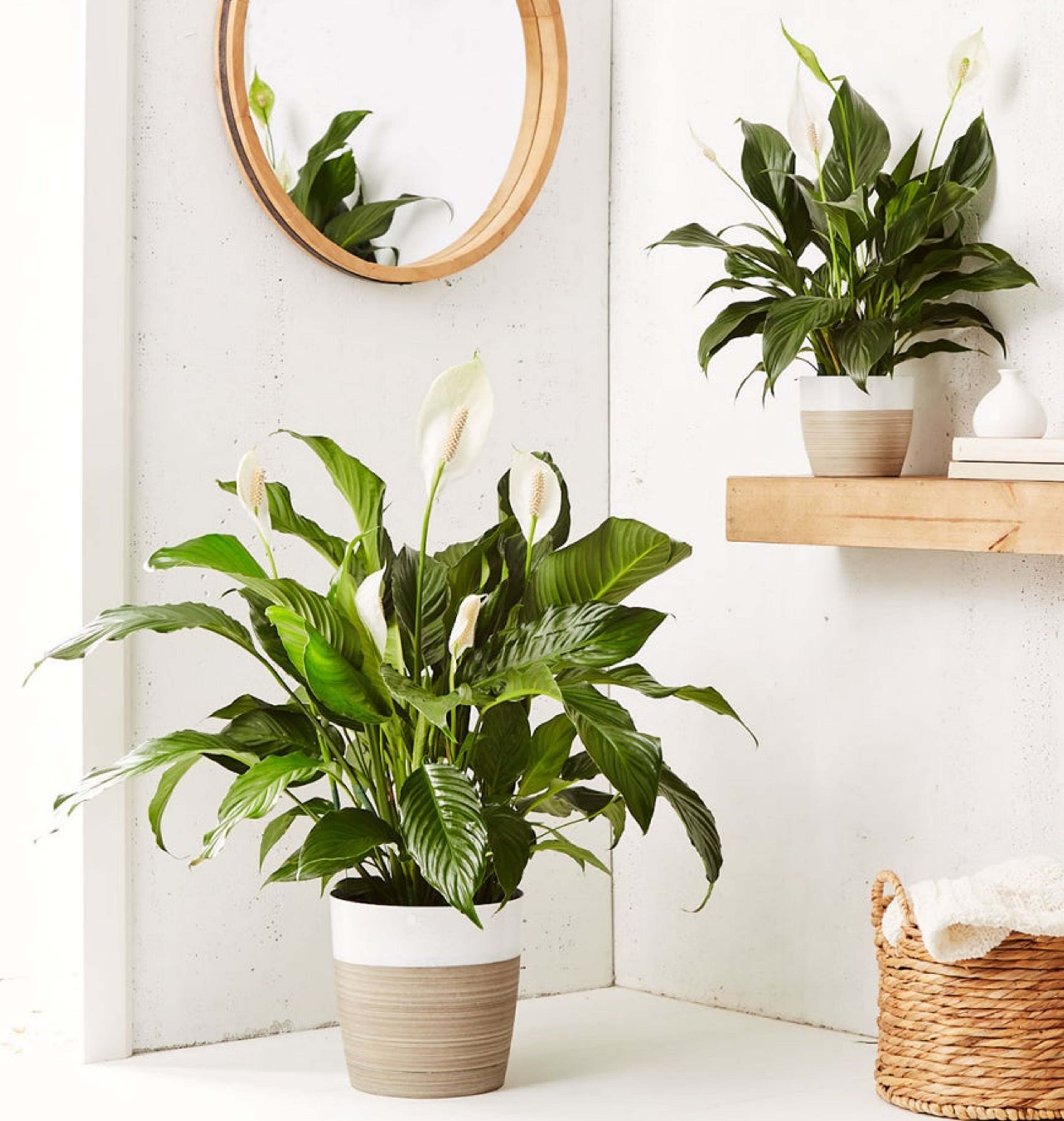 Peace Lily in a dual tone clay pot on the floor and on a shelf in a bathroom