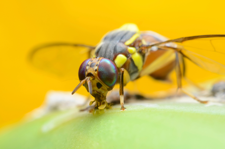 The Secret to Keeping Fruit Flies Away | Berry Chatty