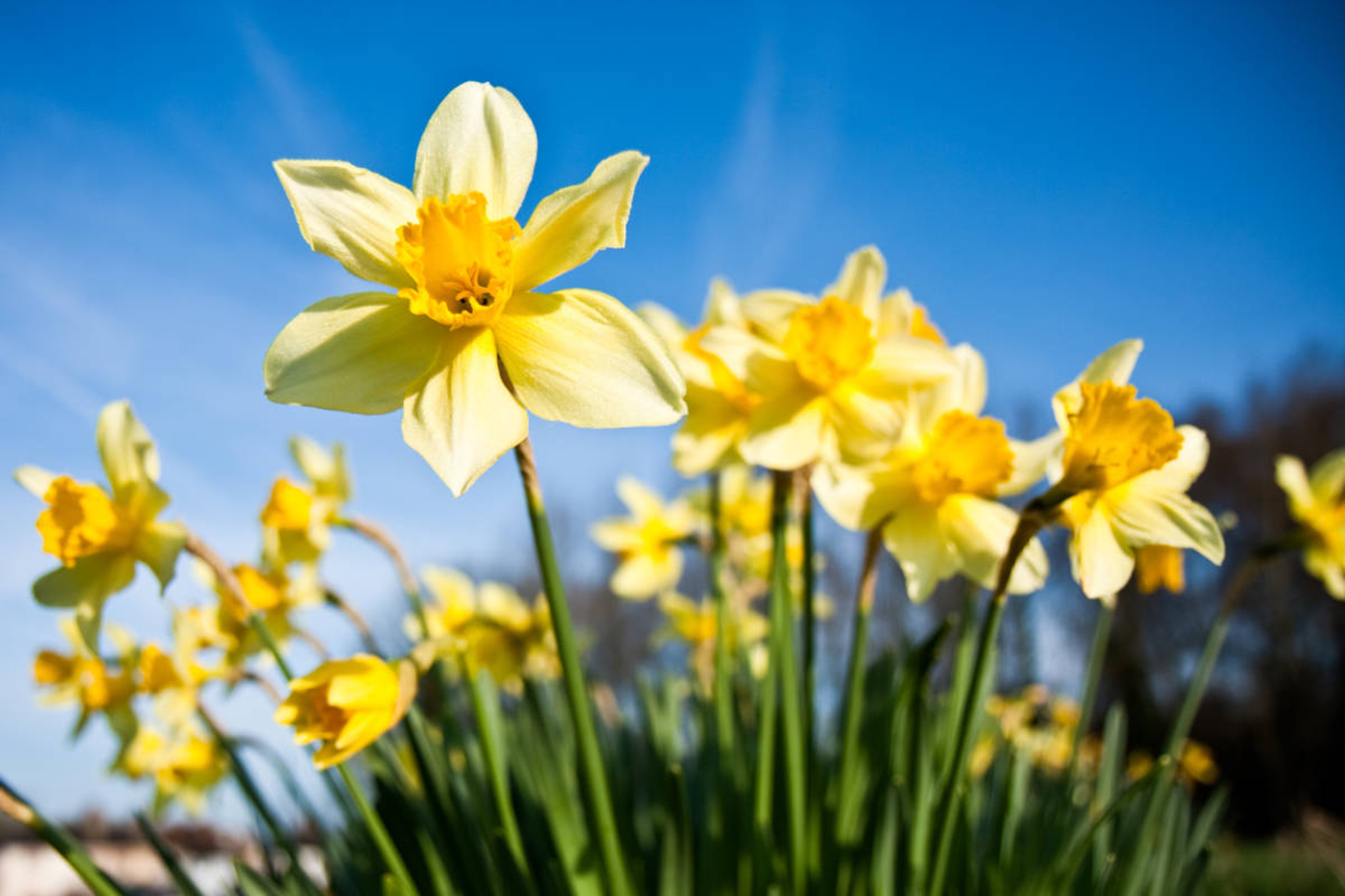 A bunch of wild daffodils on a bright spring morning. The flowers are covered in morning dew. Differential focus on the prominent front flower.