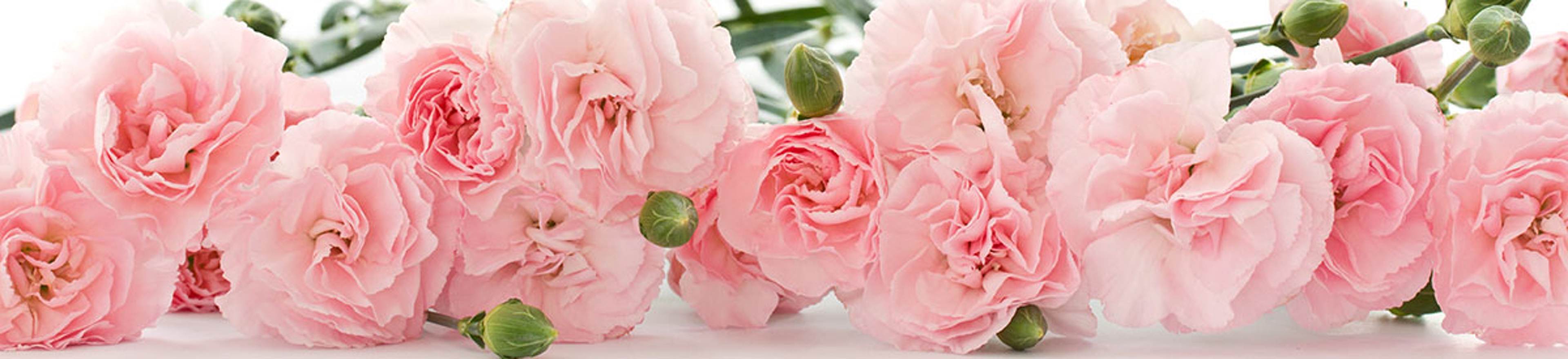 Pink carnations are a popular type of flower. They come in three different varieties.