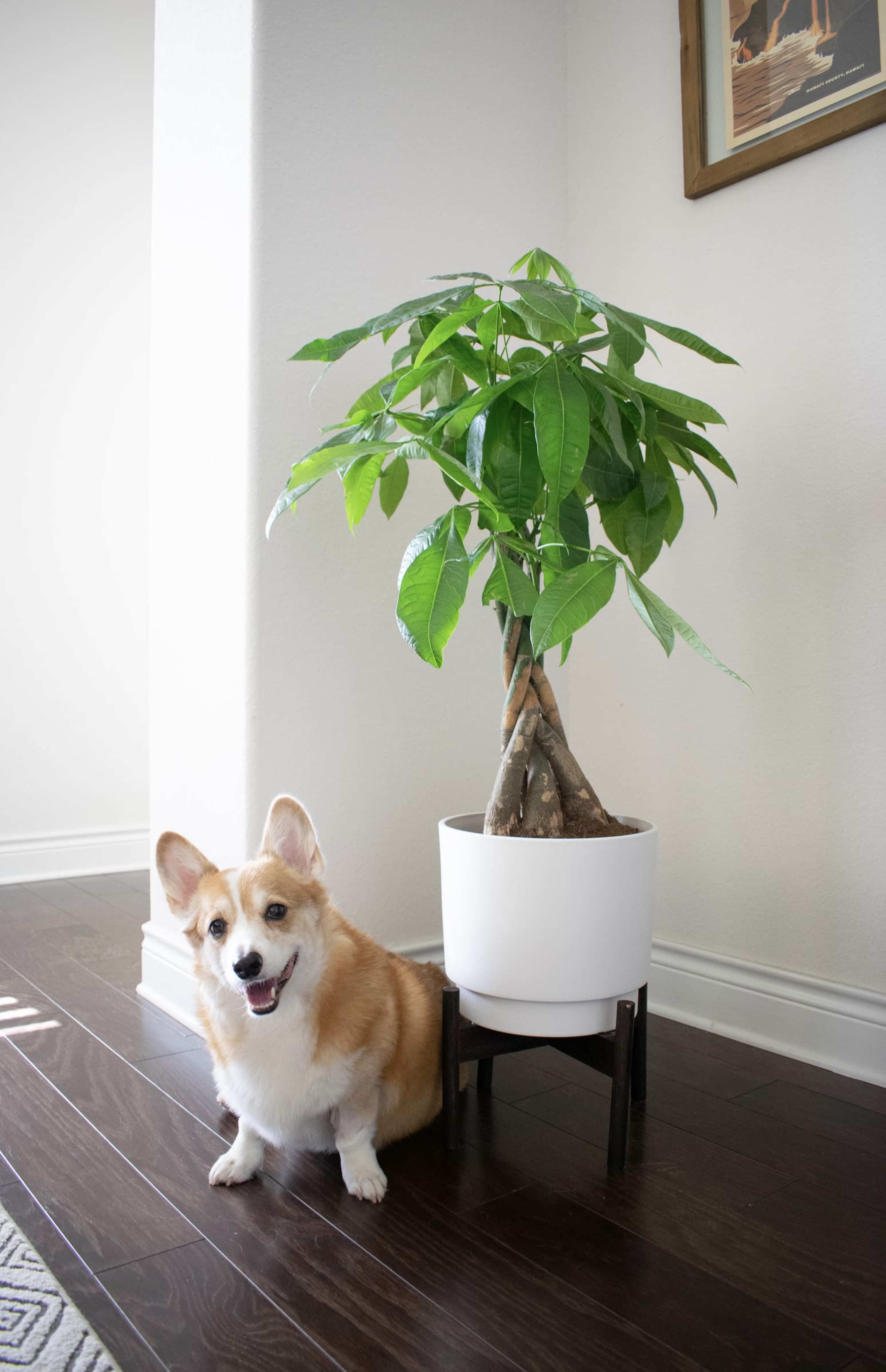 The money tree is a great pet friendly plant, as it is non toxic to both cats and dogs.