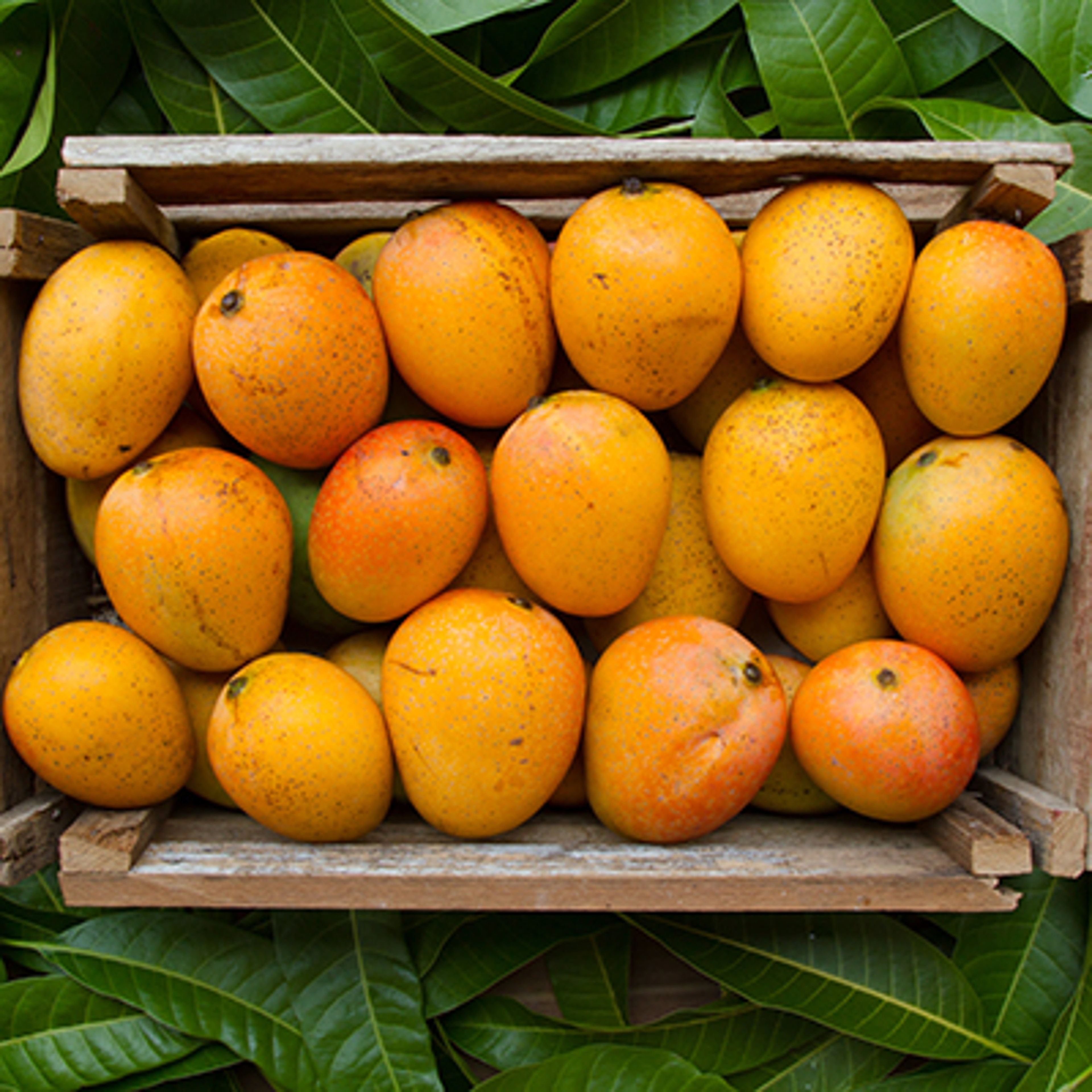 fruit for the new year mangoes