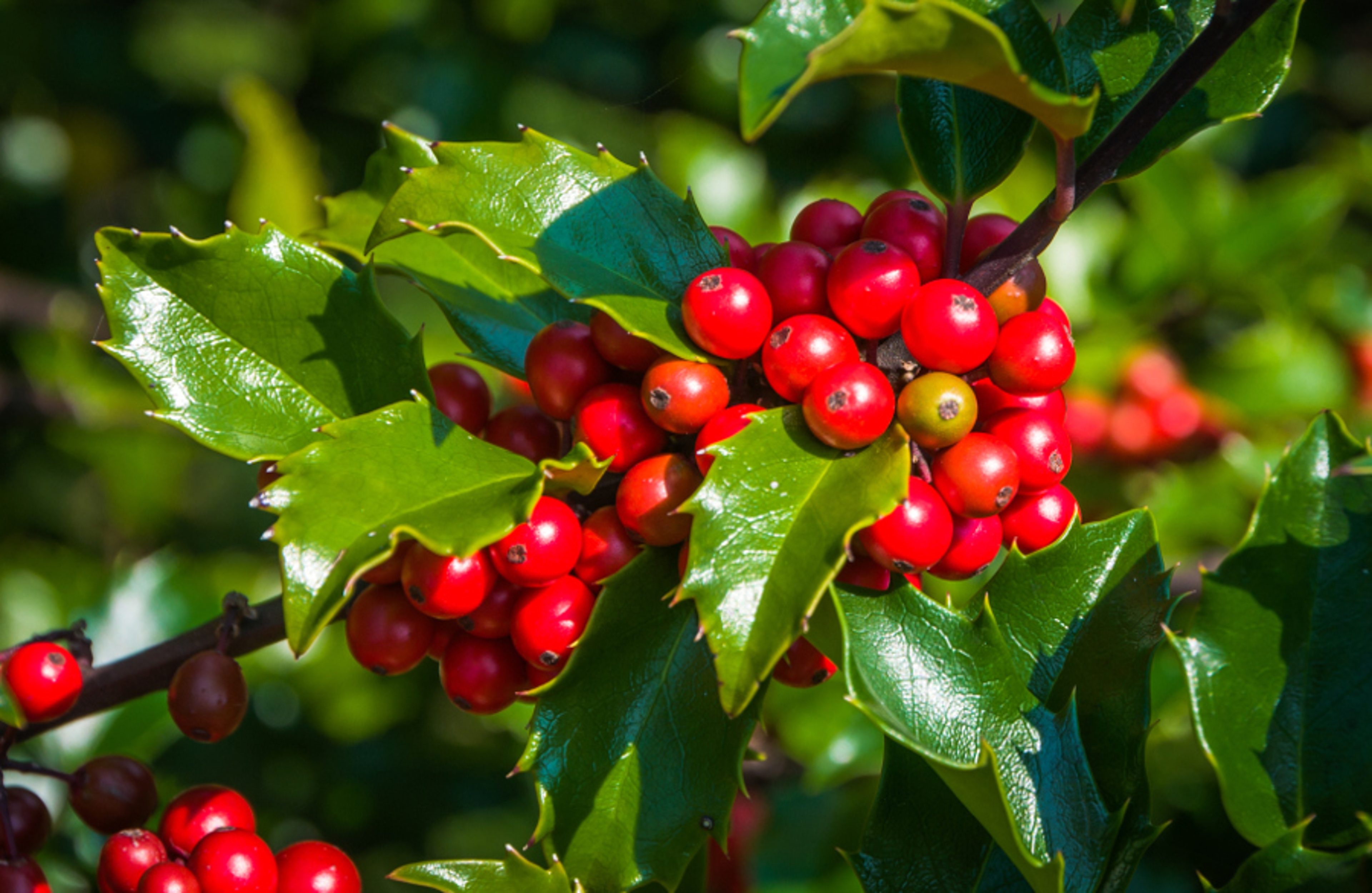 Christmas Greens with Holly