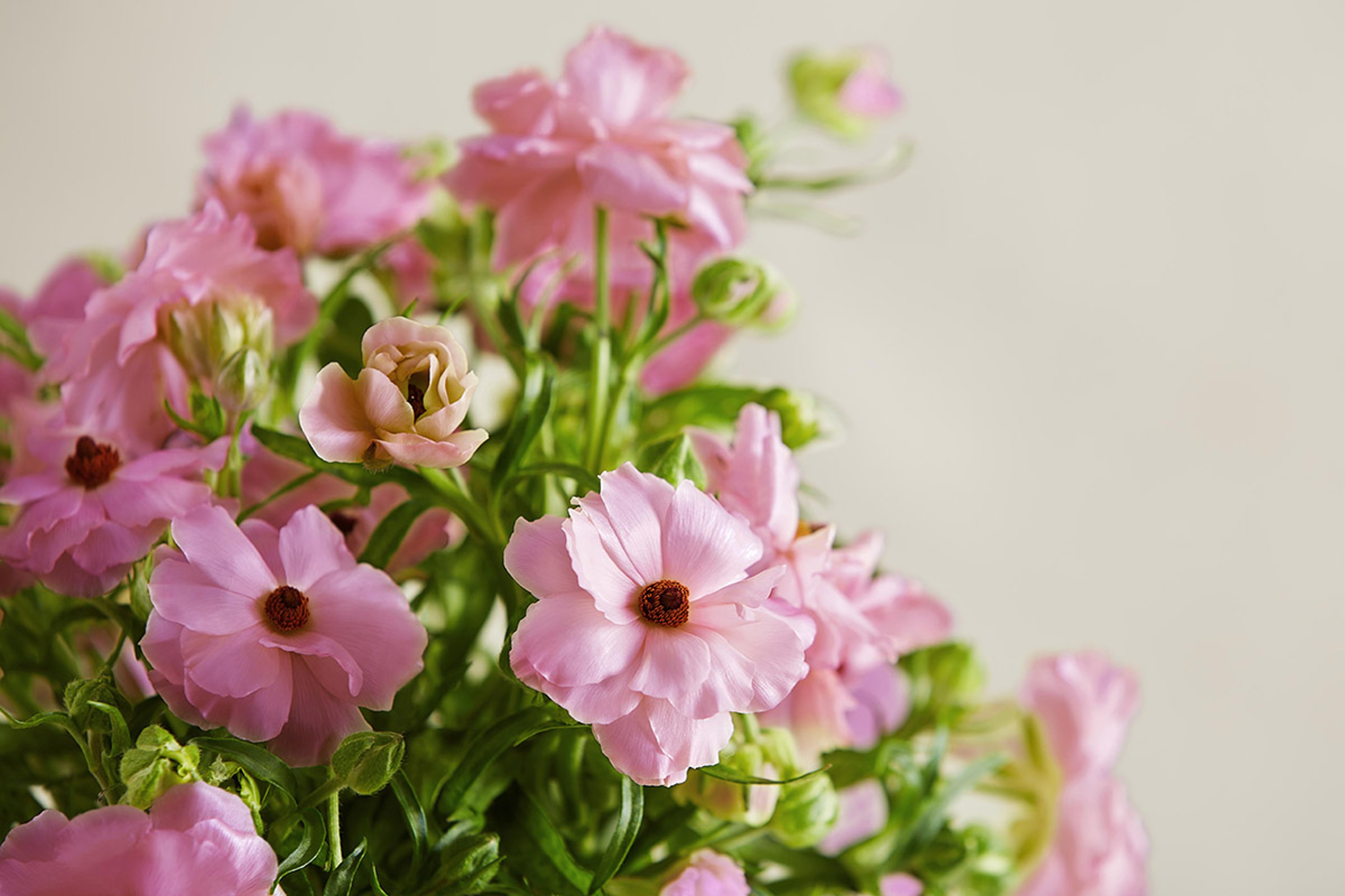 flower puns butterfly ranunculus