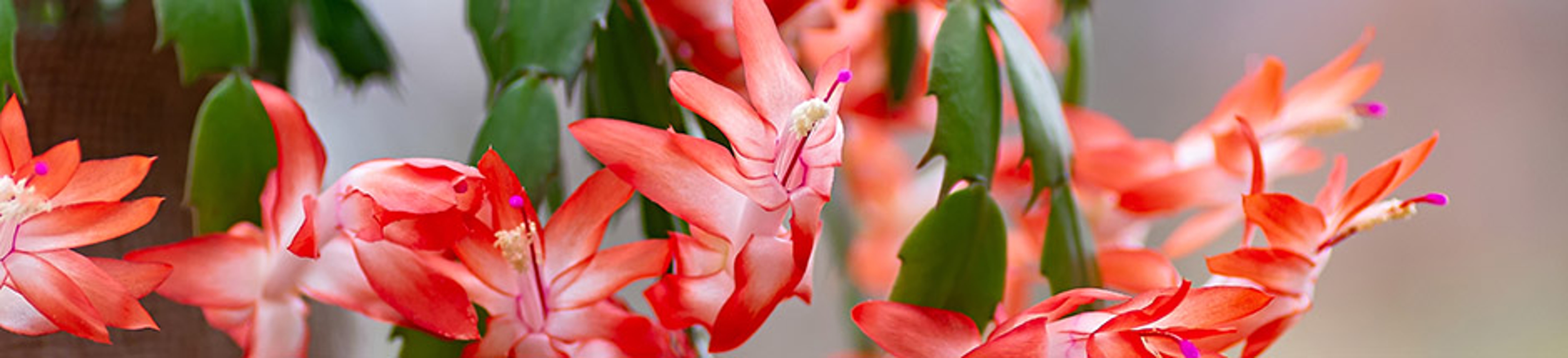 winter indoor plants with christmas cactus