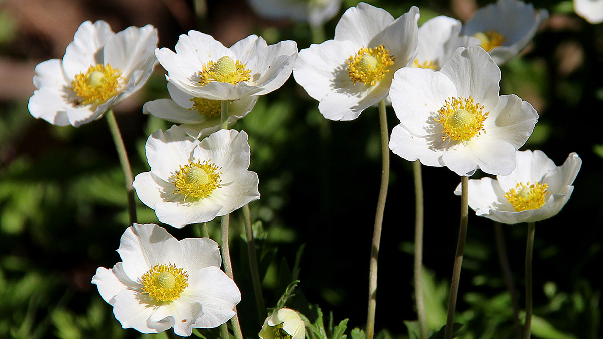 White anemone flowers. White anemone macro close up in nature.