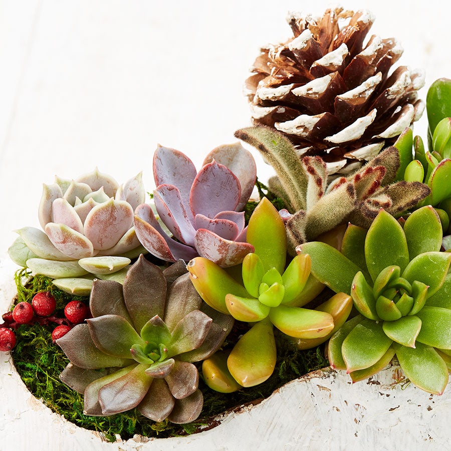 Succulent Magnets | Wine Cork Succulents | Plants.com