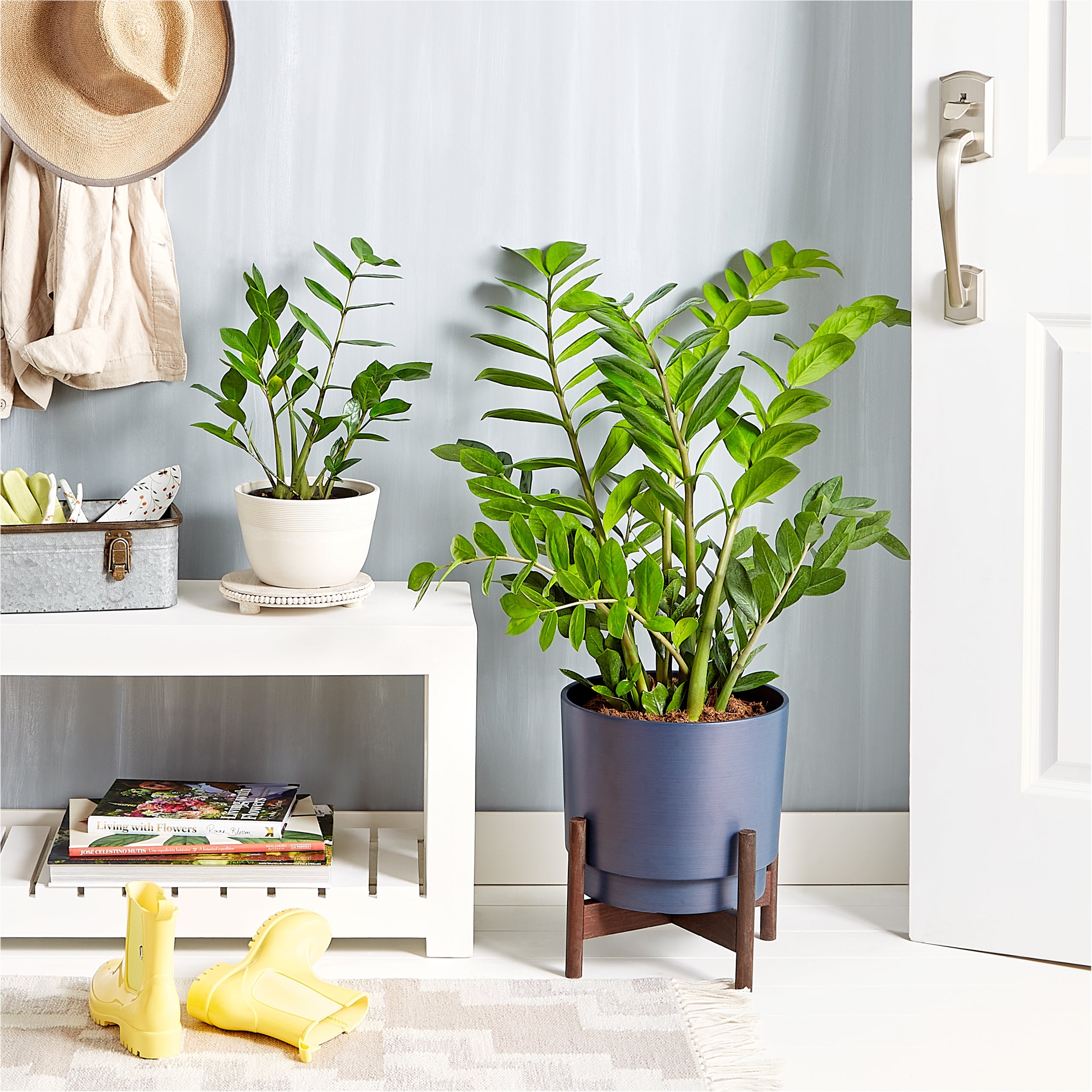 The ZZ Plant Zamioculcas Zamiifolia and ZZ Floor Plant