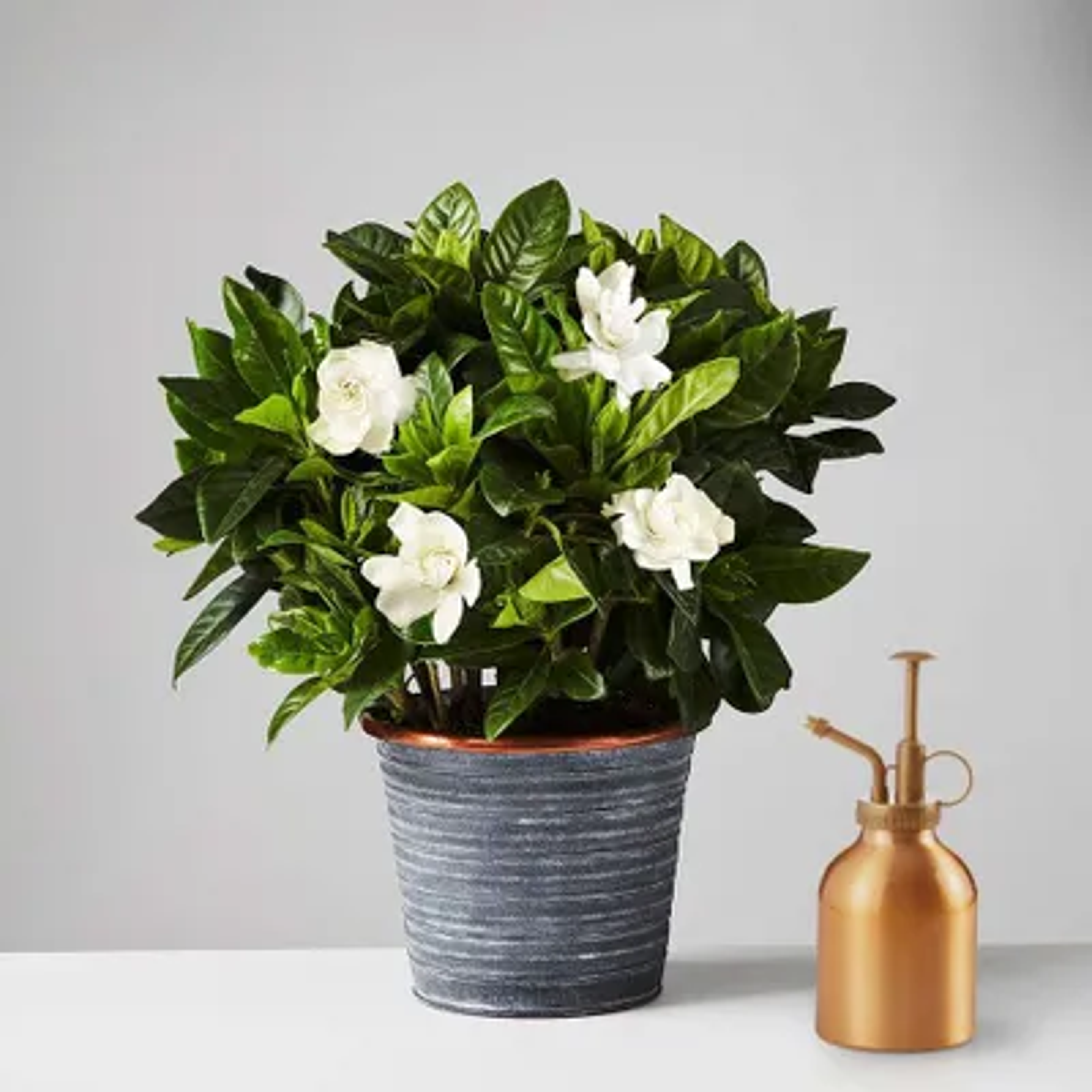 Gardenia Plant