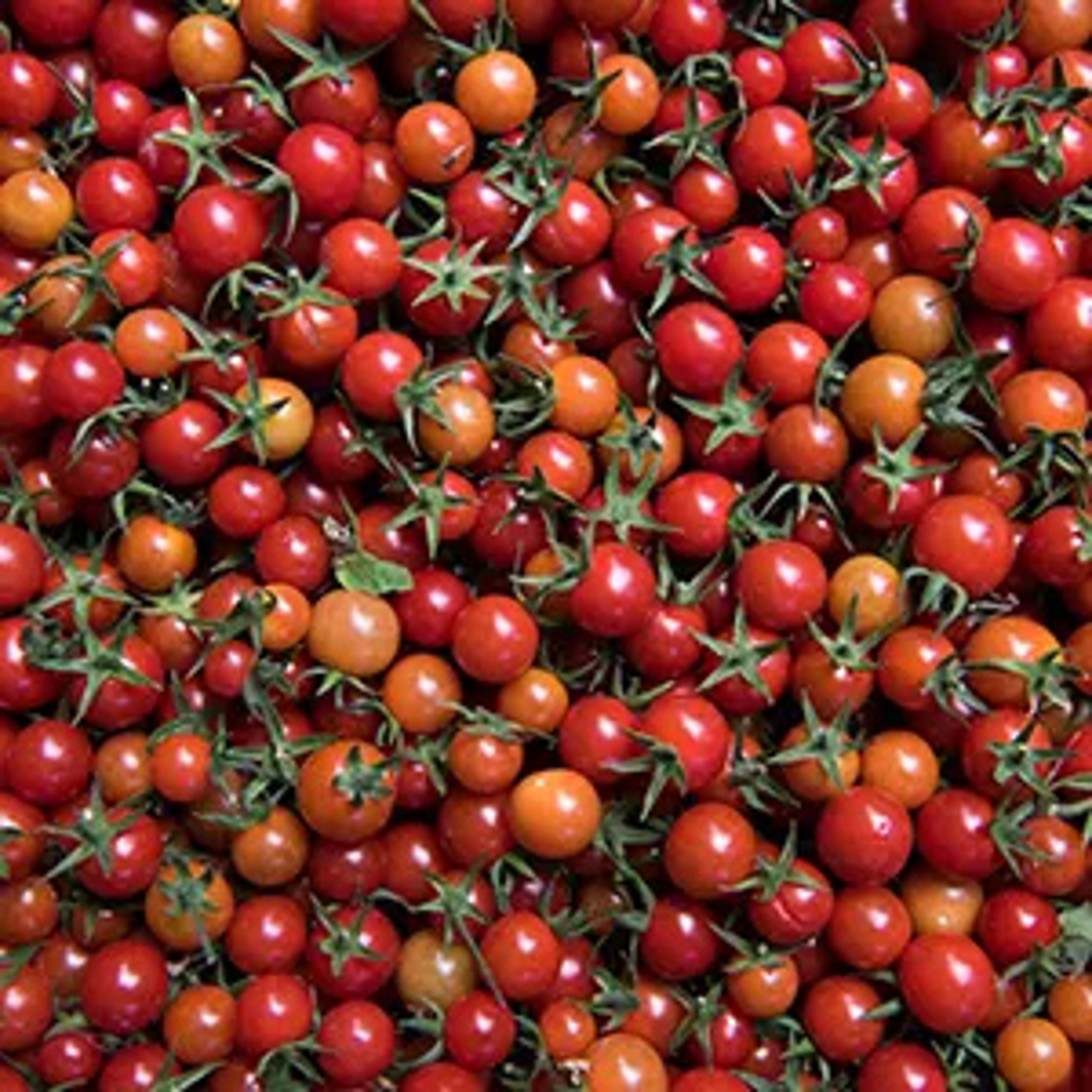 Cherry tomatoes plucked from the vine