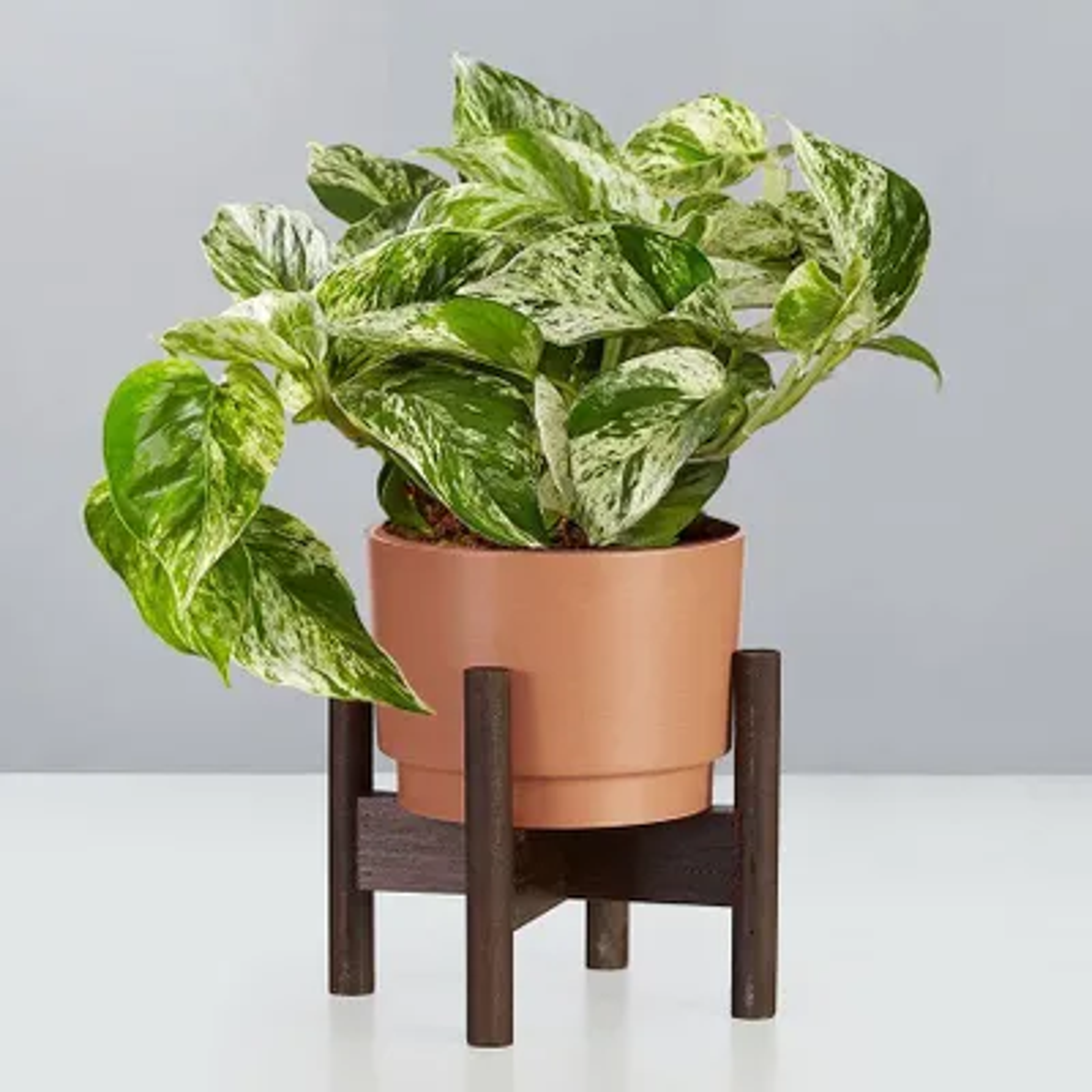 Devil’s Ivy Marble Queen Pothos