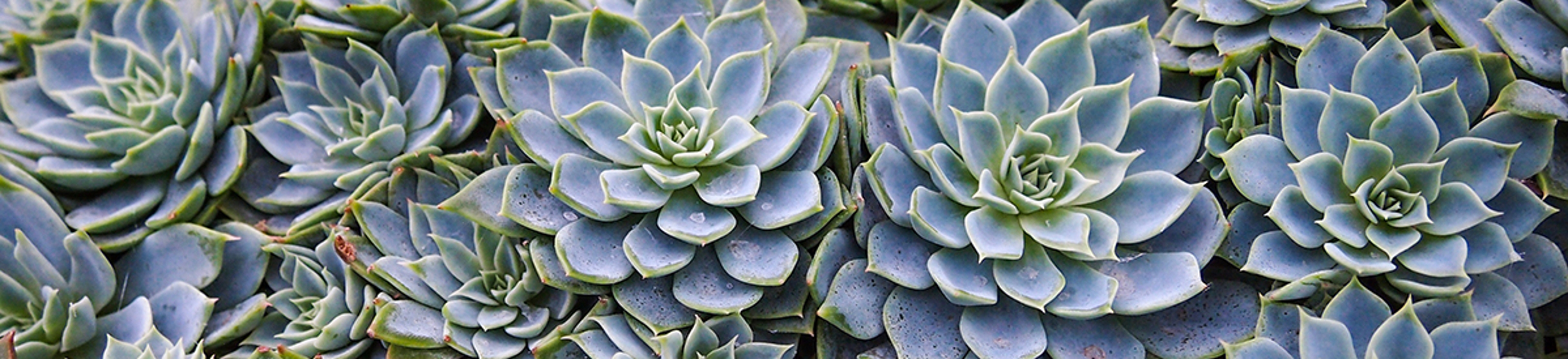 Image of a bunch of Echeveria lilacina or ghost echeveria