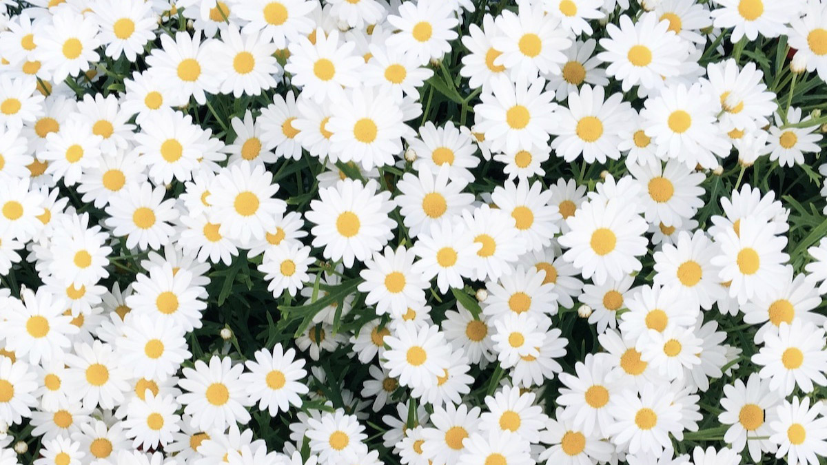 Daisy Facts, History, & Symbolism | Petal Talk