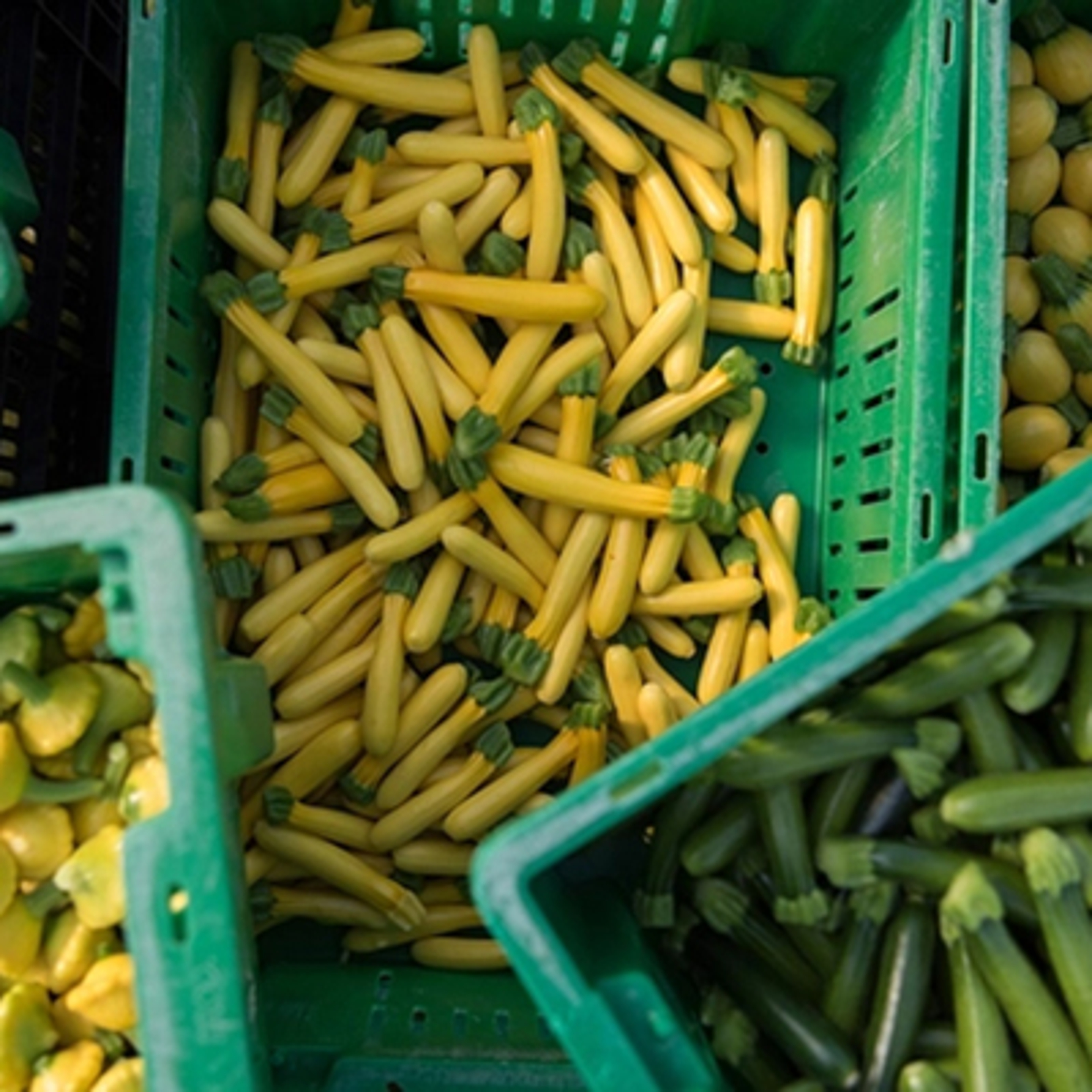 Types of summer squash in produce bins.