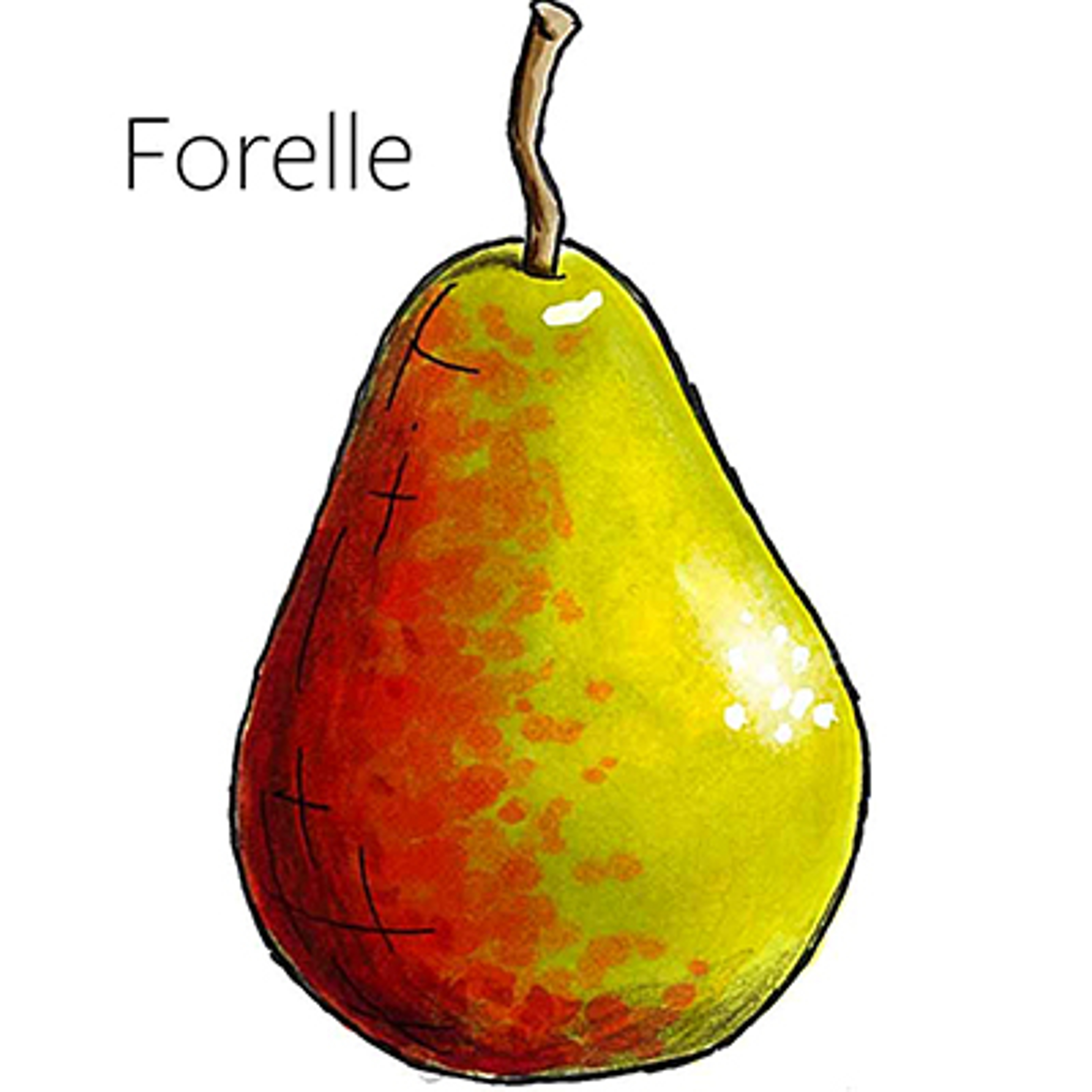 types of pears Forelle