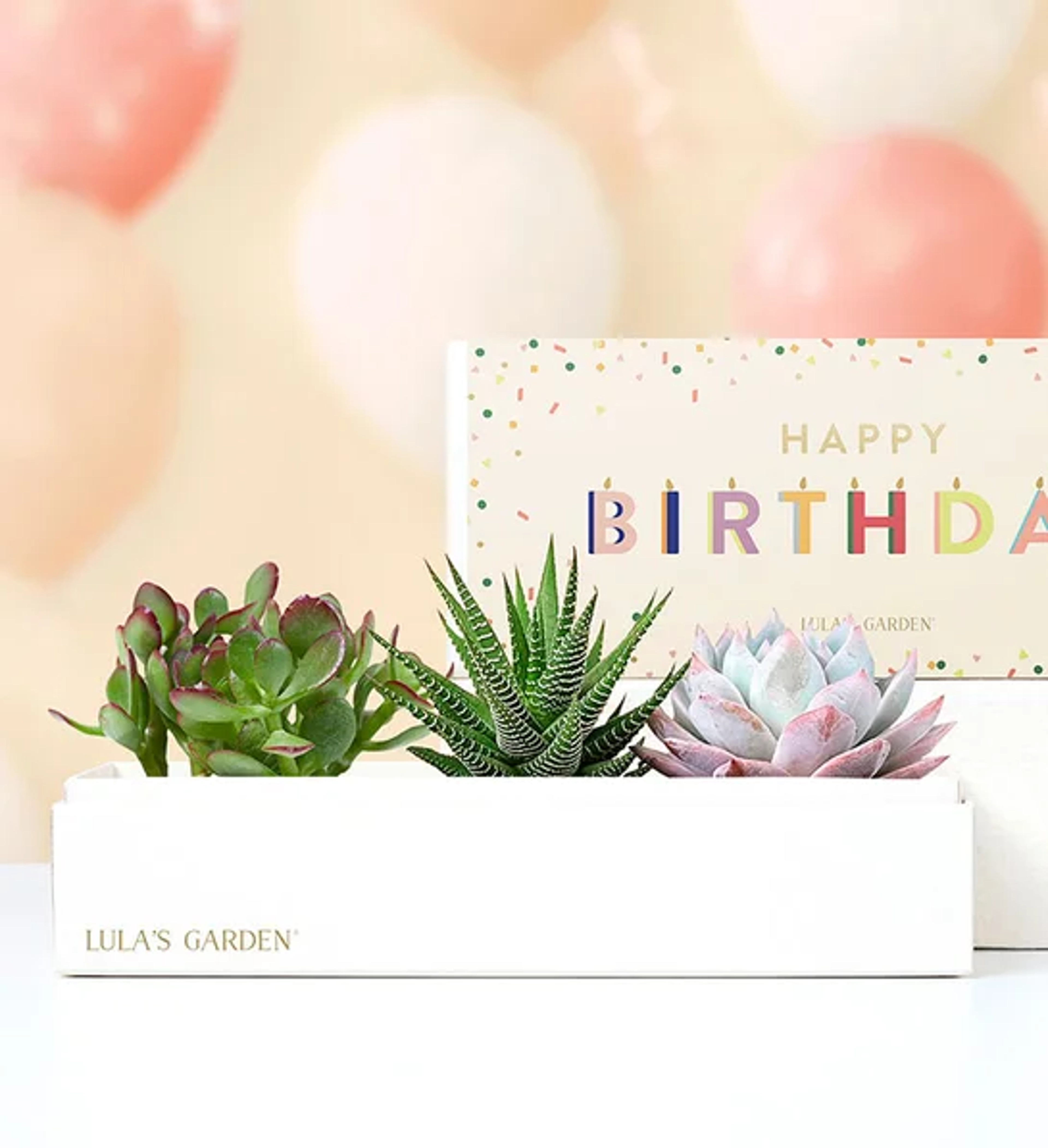 birthday gifts for mom Happy Birthday Succulents