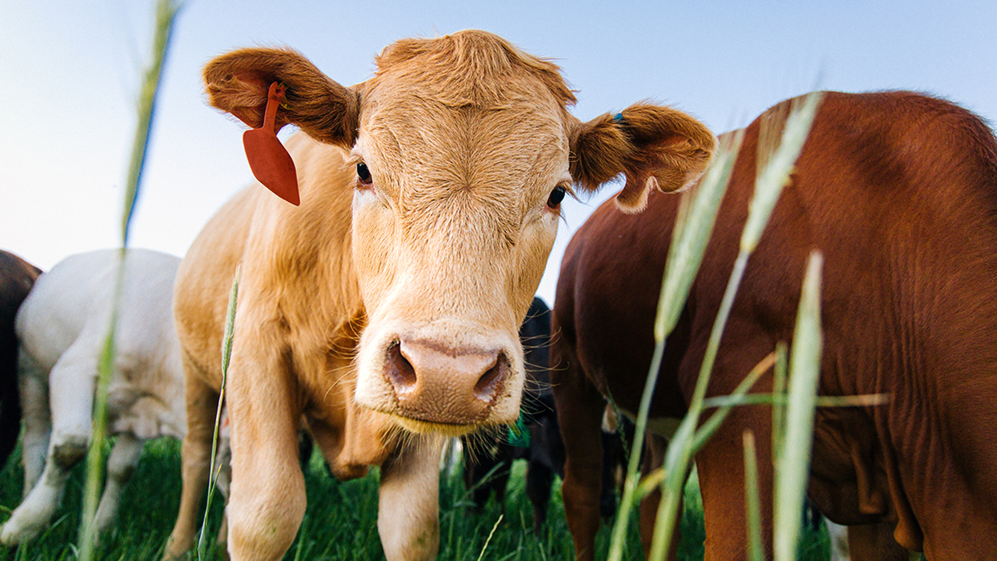 Grass Fed Beef Cattle Farm Raised