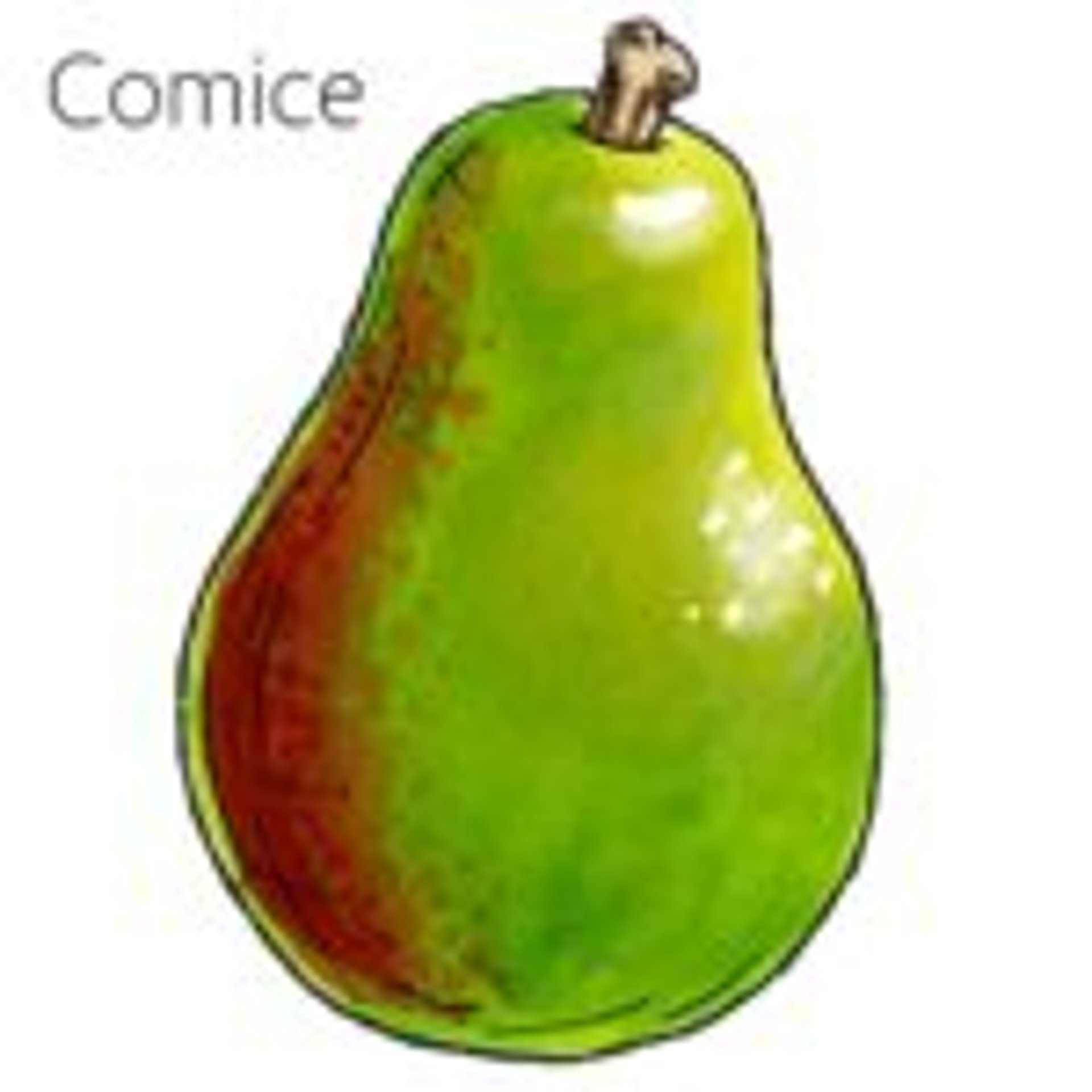 Types of Pears & Other Pear Facts | The Table by Harry & David