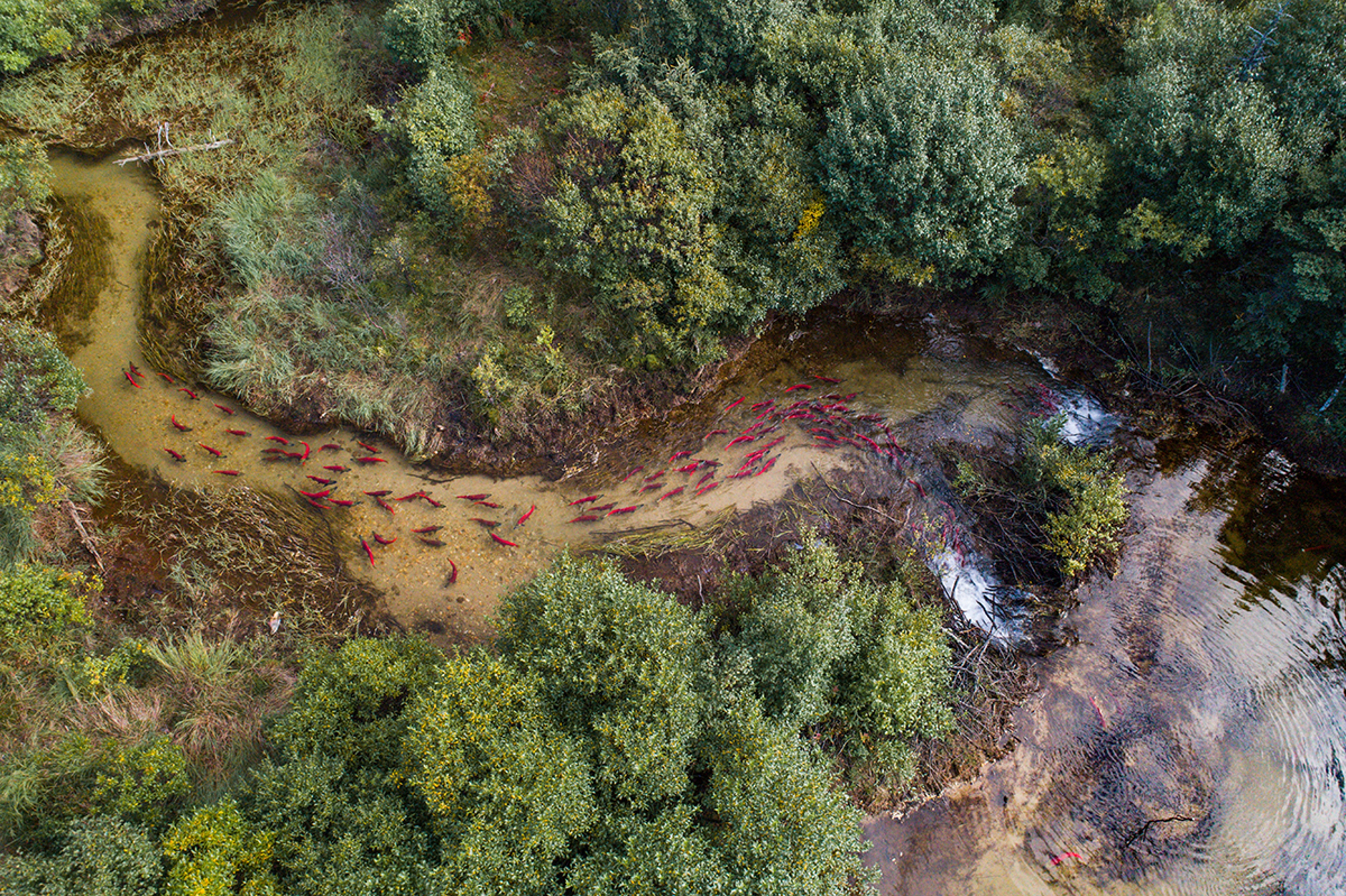 Sockeye salmon migration in Bristol Bay.