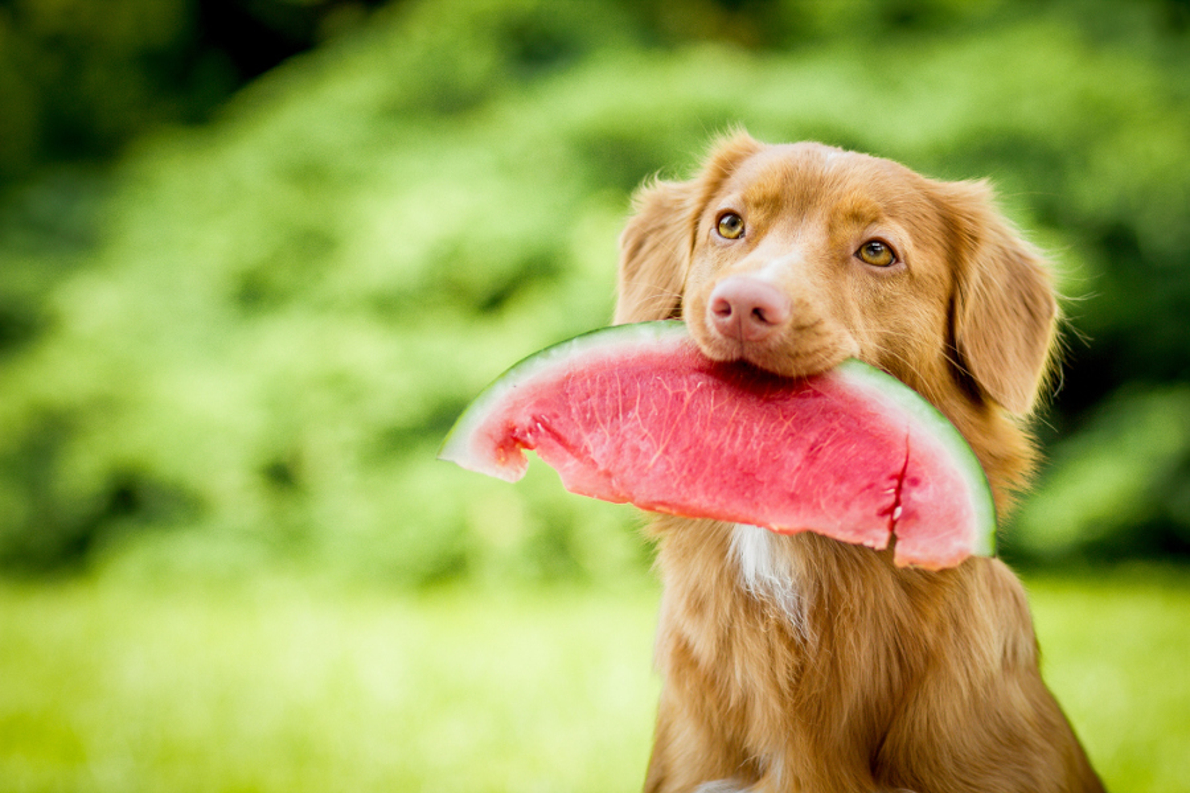 Article Cards Featured Image Dog with watermelon