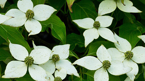 Kousa Dogwood