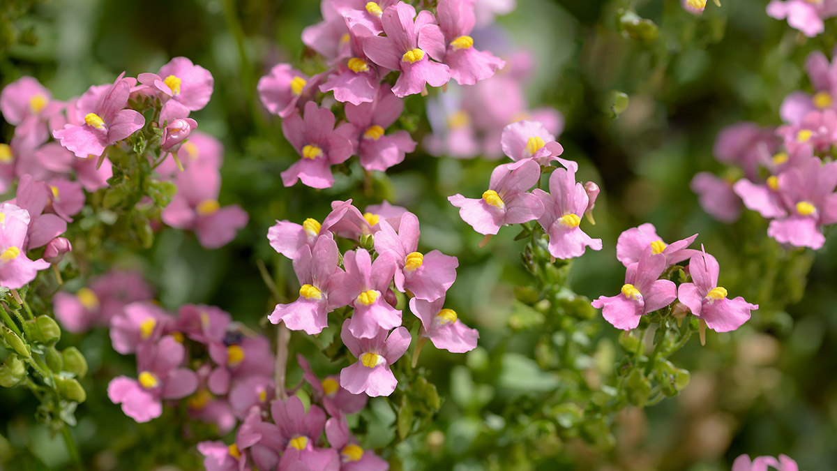 types of pink flowers with pink and white flowers