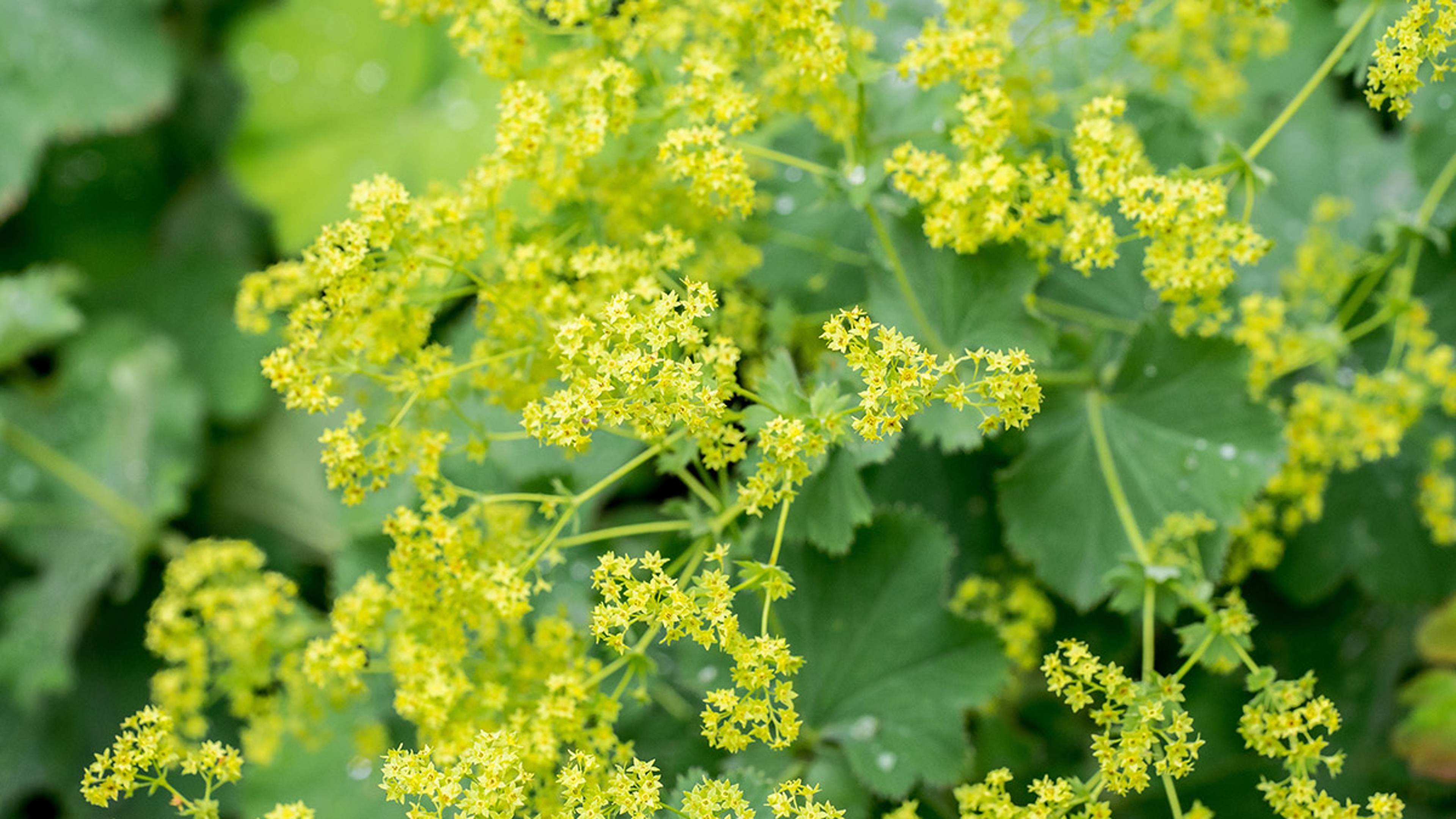 types of green flowers Closeup of flowering Lady’s mantle plant Alchemilla