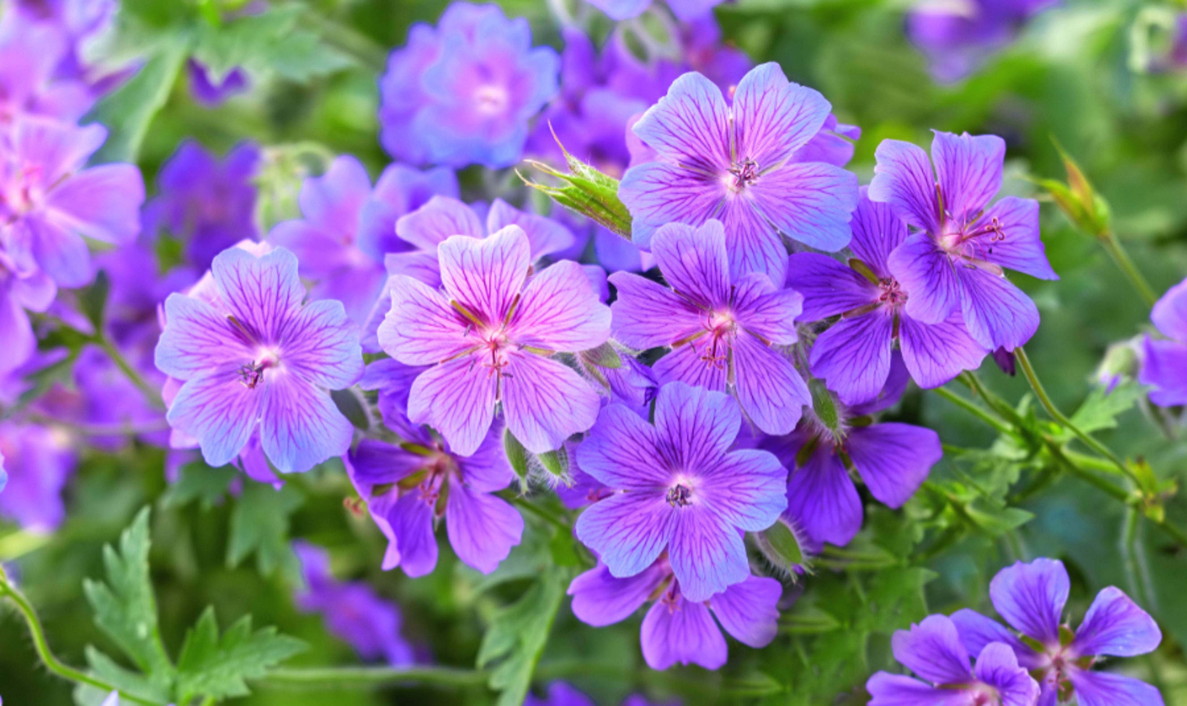 A photo of the garden in summertime