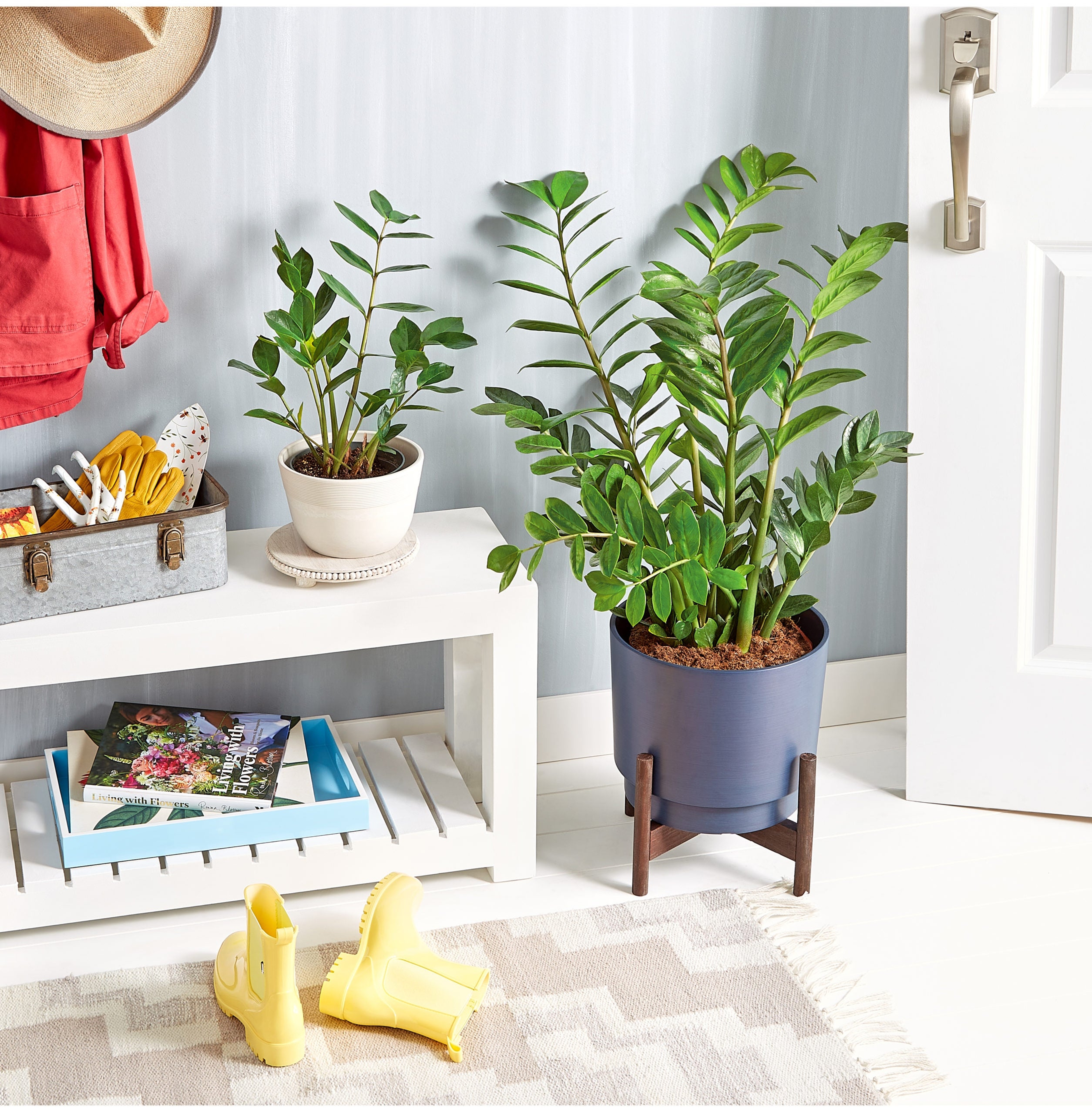 Two ZZ Plants Zamioculcas Zamiifolia , both sizes available on plants.com to decorate your table top or as a floor plant.
