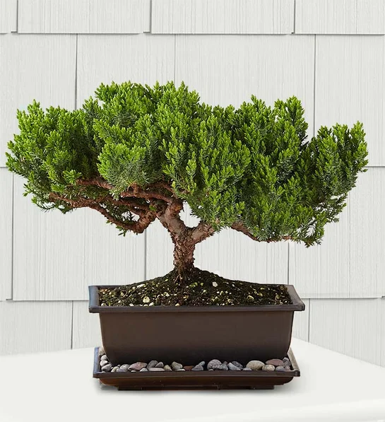 Types of Bonsai Trees to Grow at Home | Petal Talk