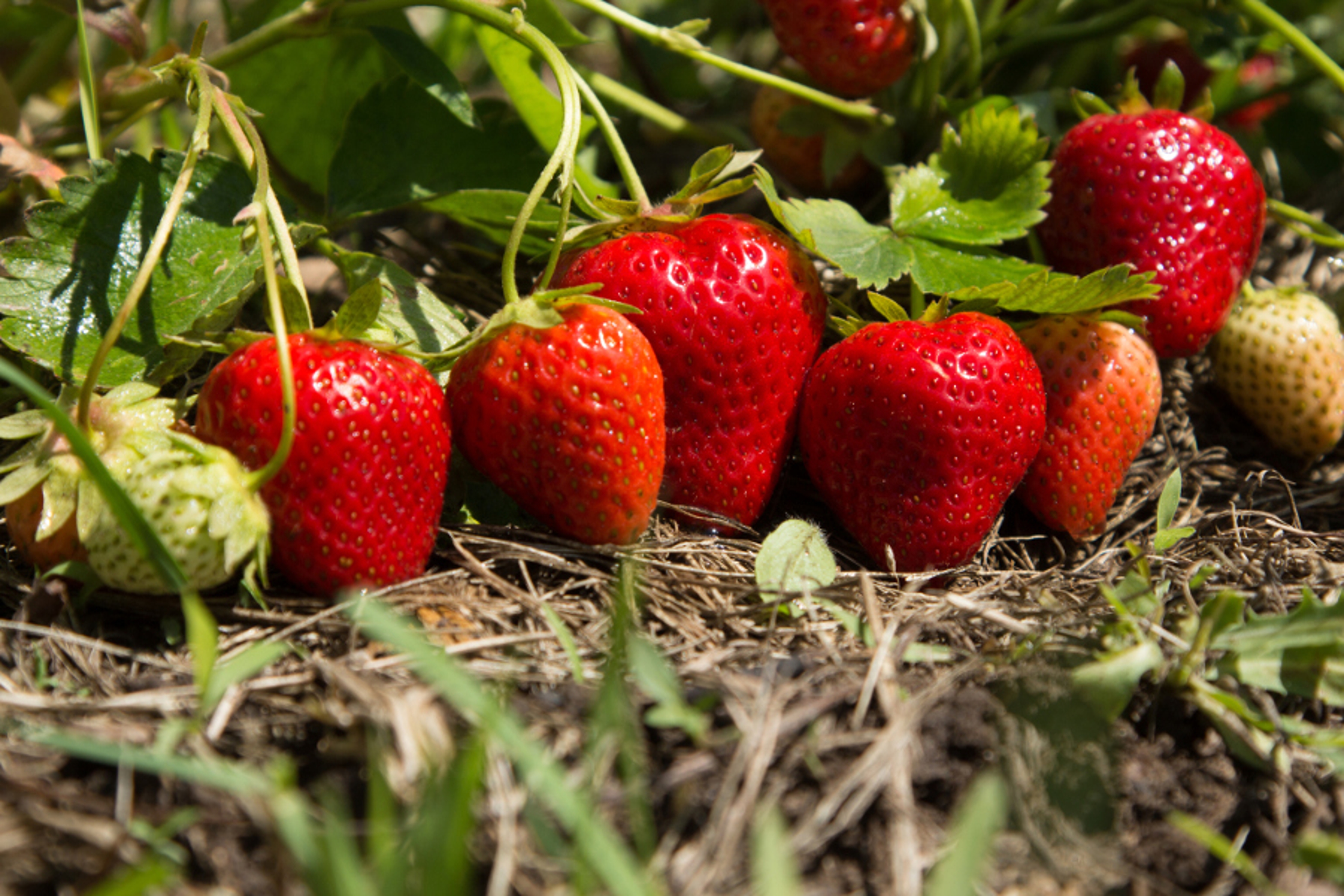 Article Cards Featured Image Red and ripe strawberries in the garden   summer photo