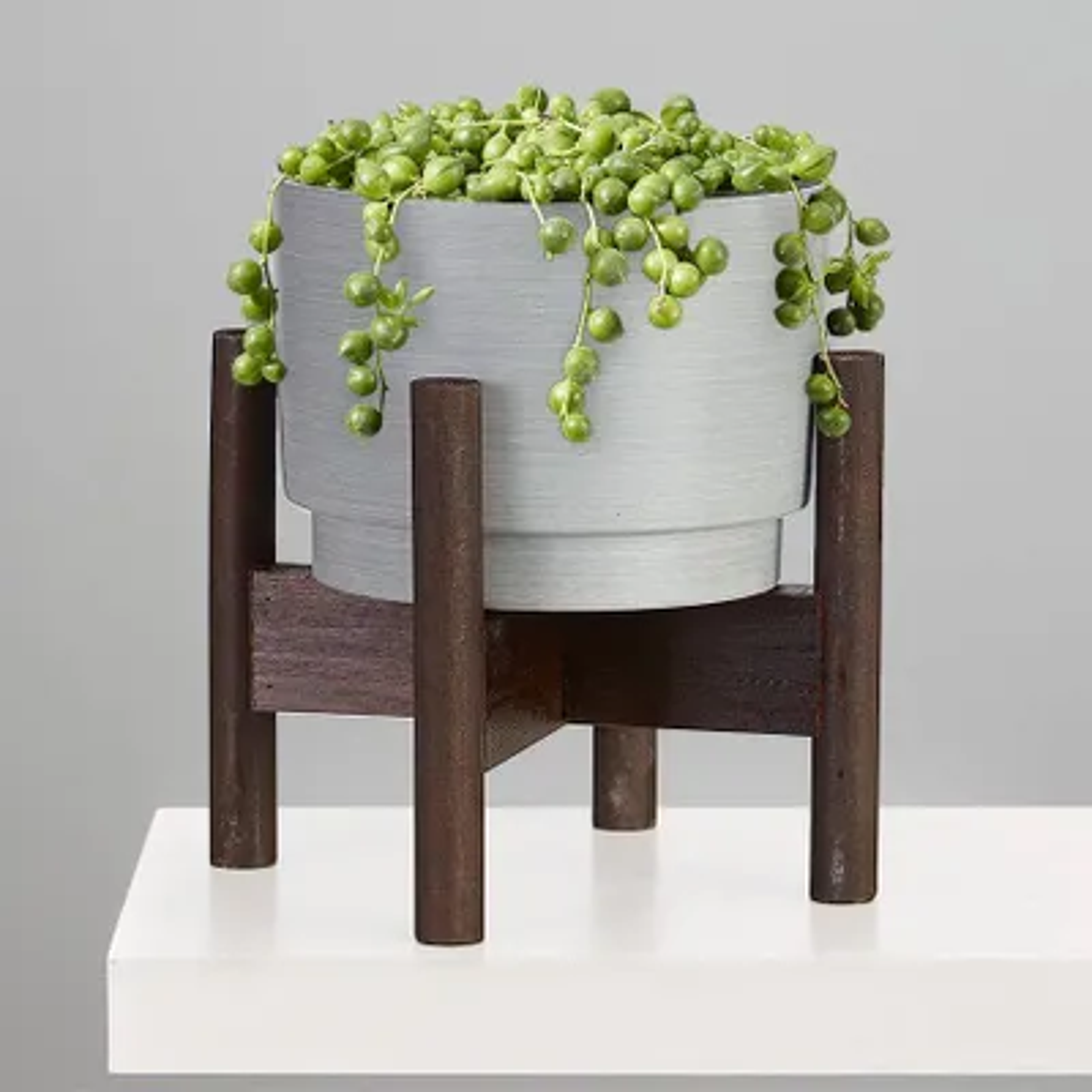 String of Pearls Succulent Plant