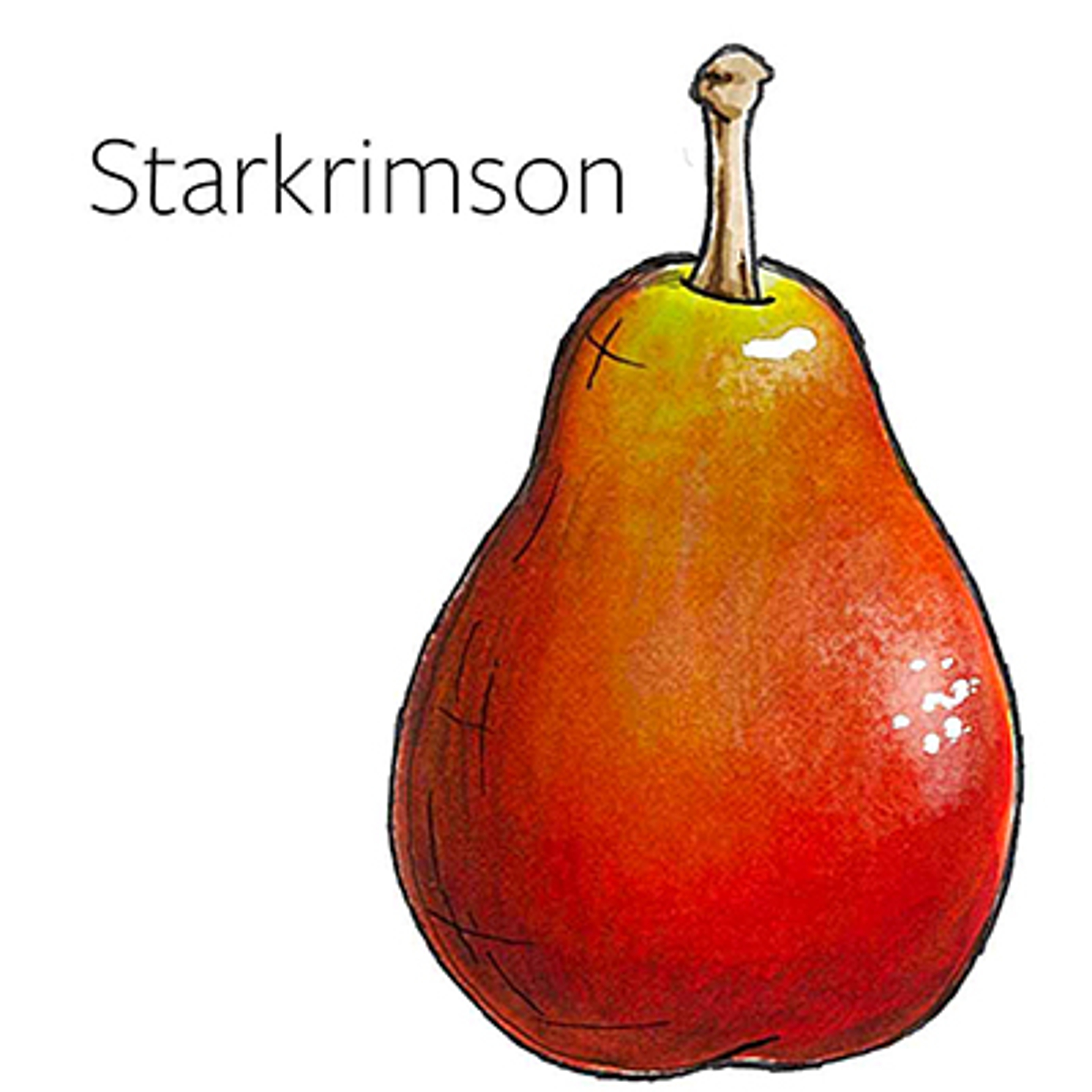 types of pears Starkrimson