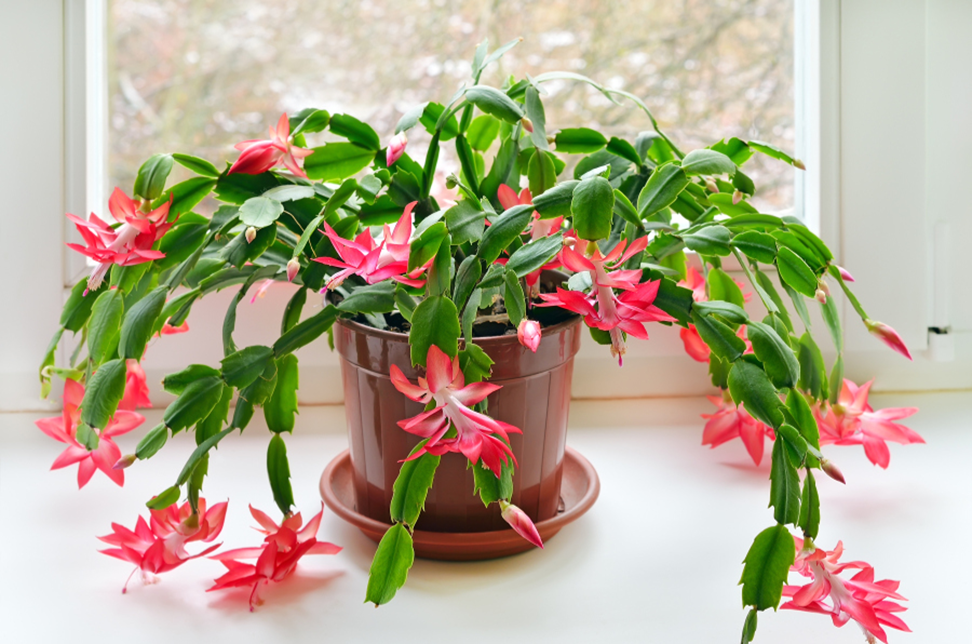 Article Cards Featured Image Christmas cactus Schlumbergera in pot on the window