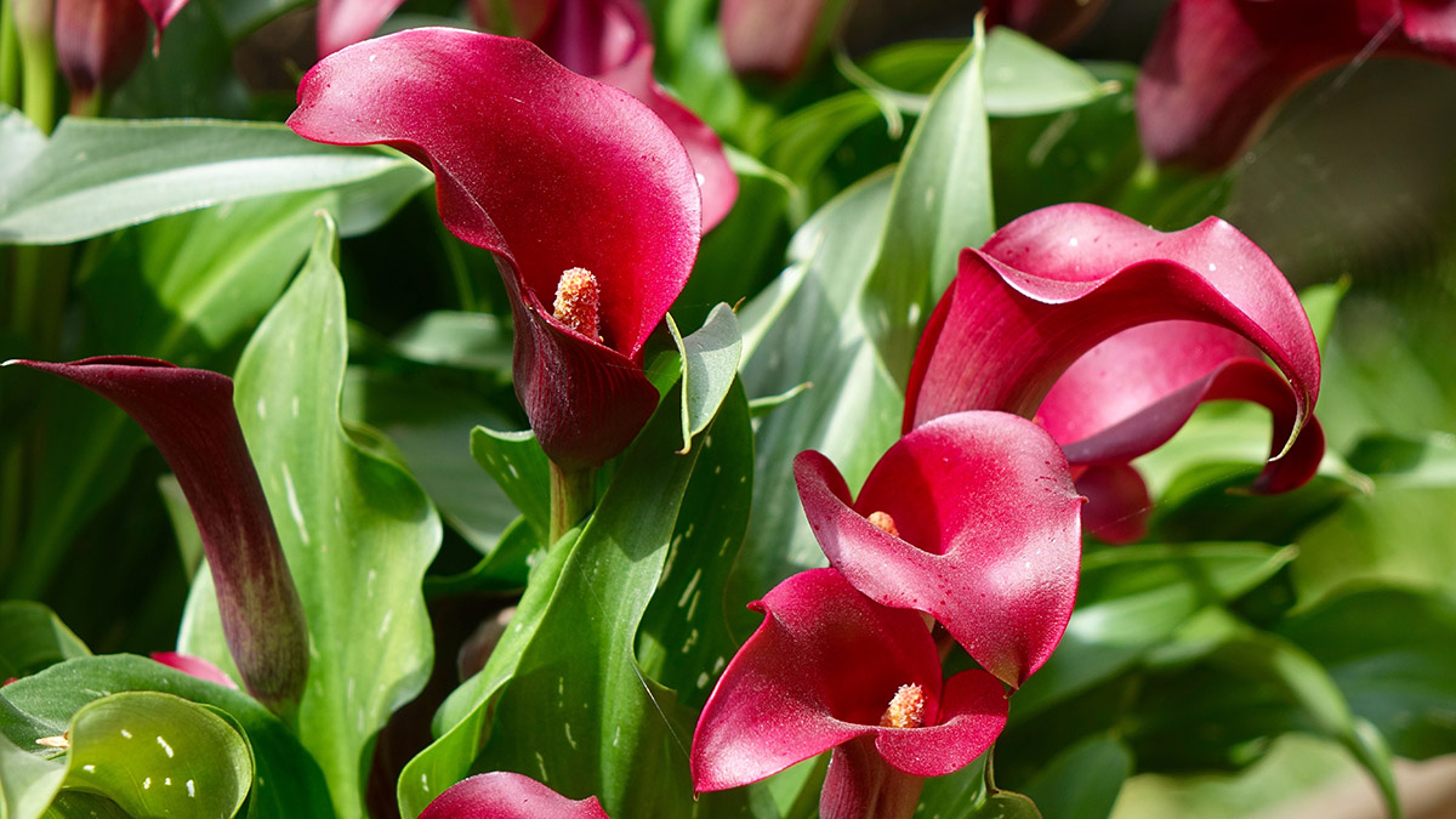 red and white calla lily