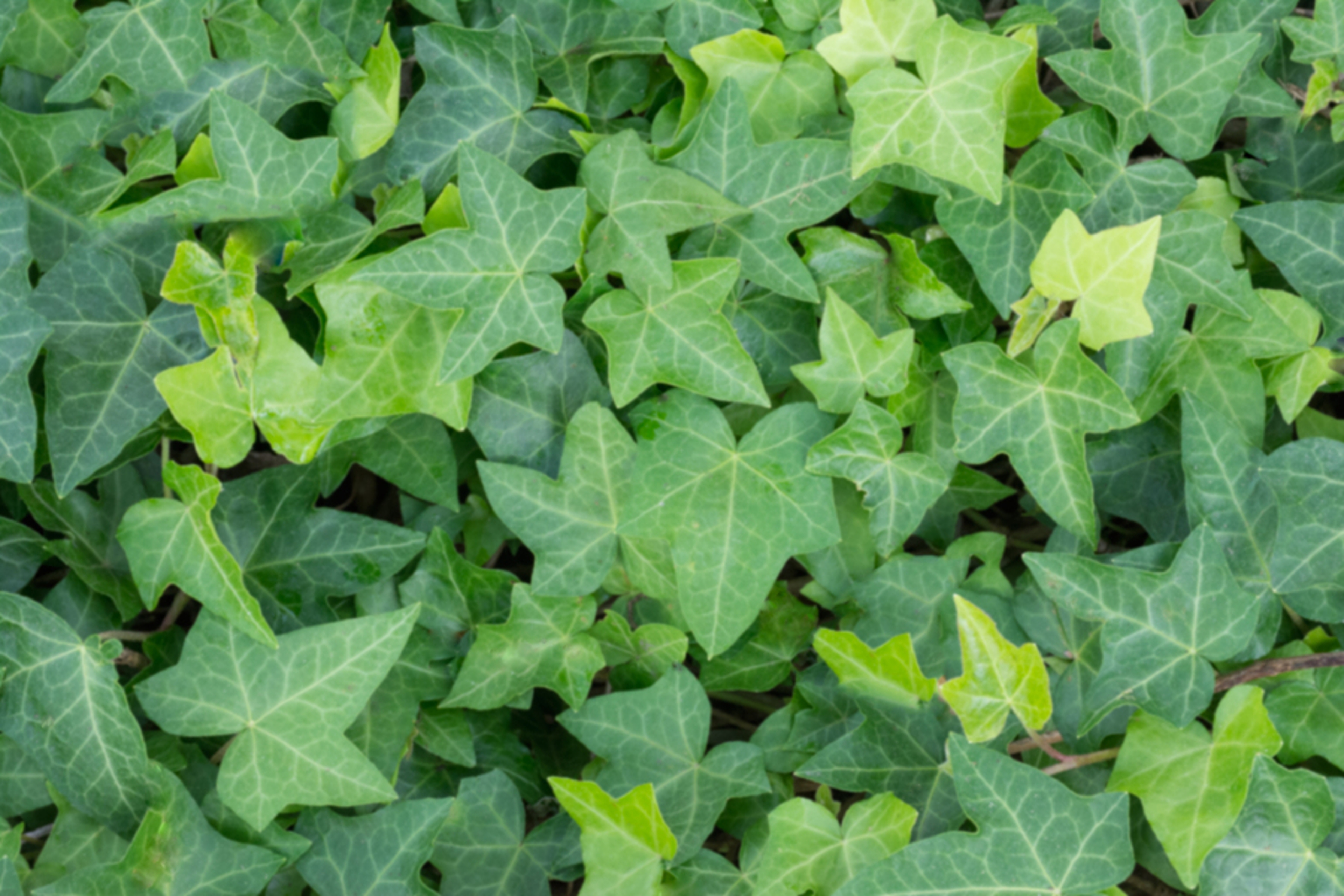 Christmas Greens with Ivy