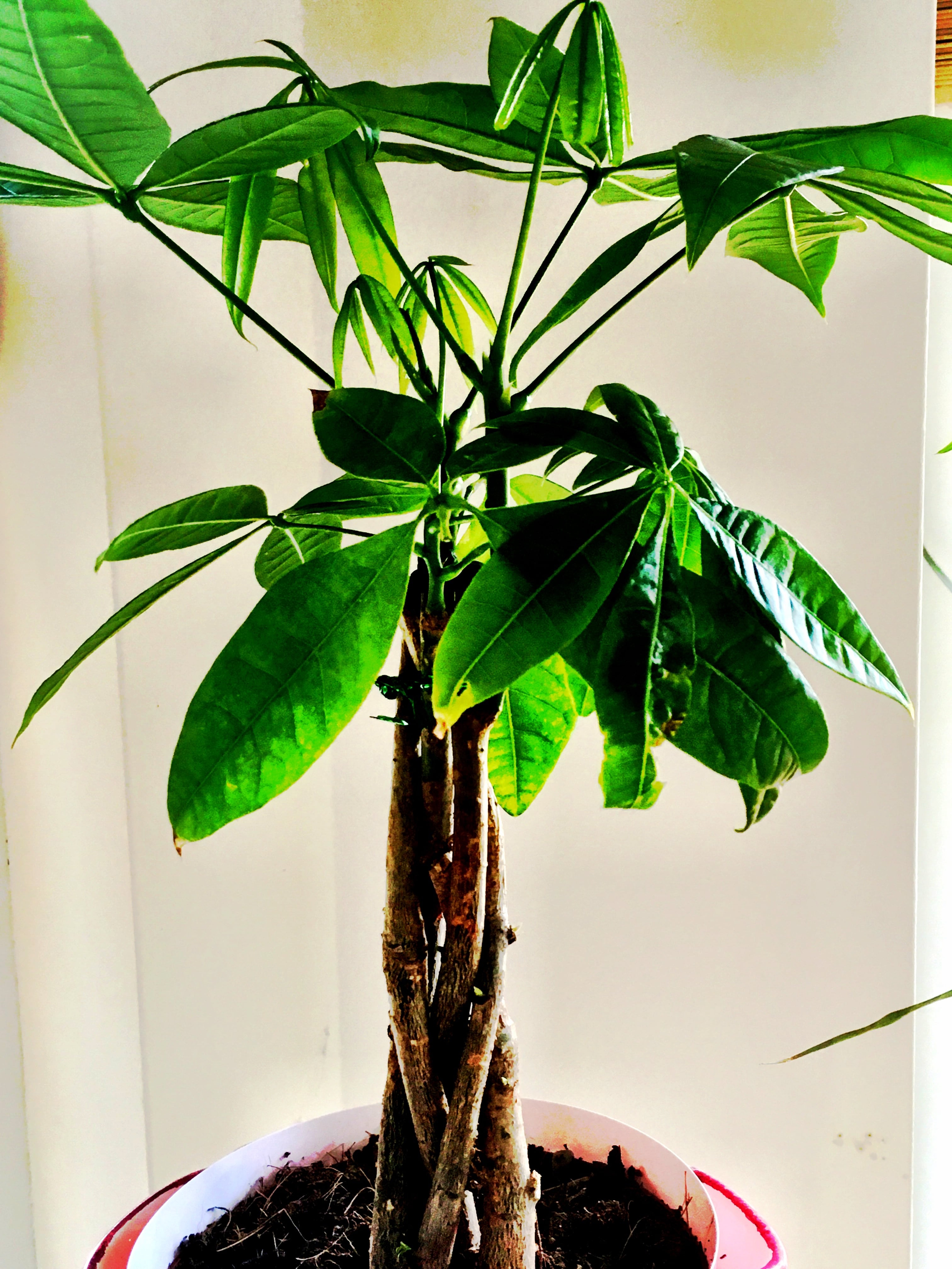 The Money Tree  Pachira aquatica  is easy to care for and super pet friendly.  See it on plants.com