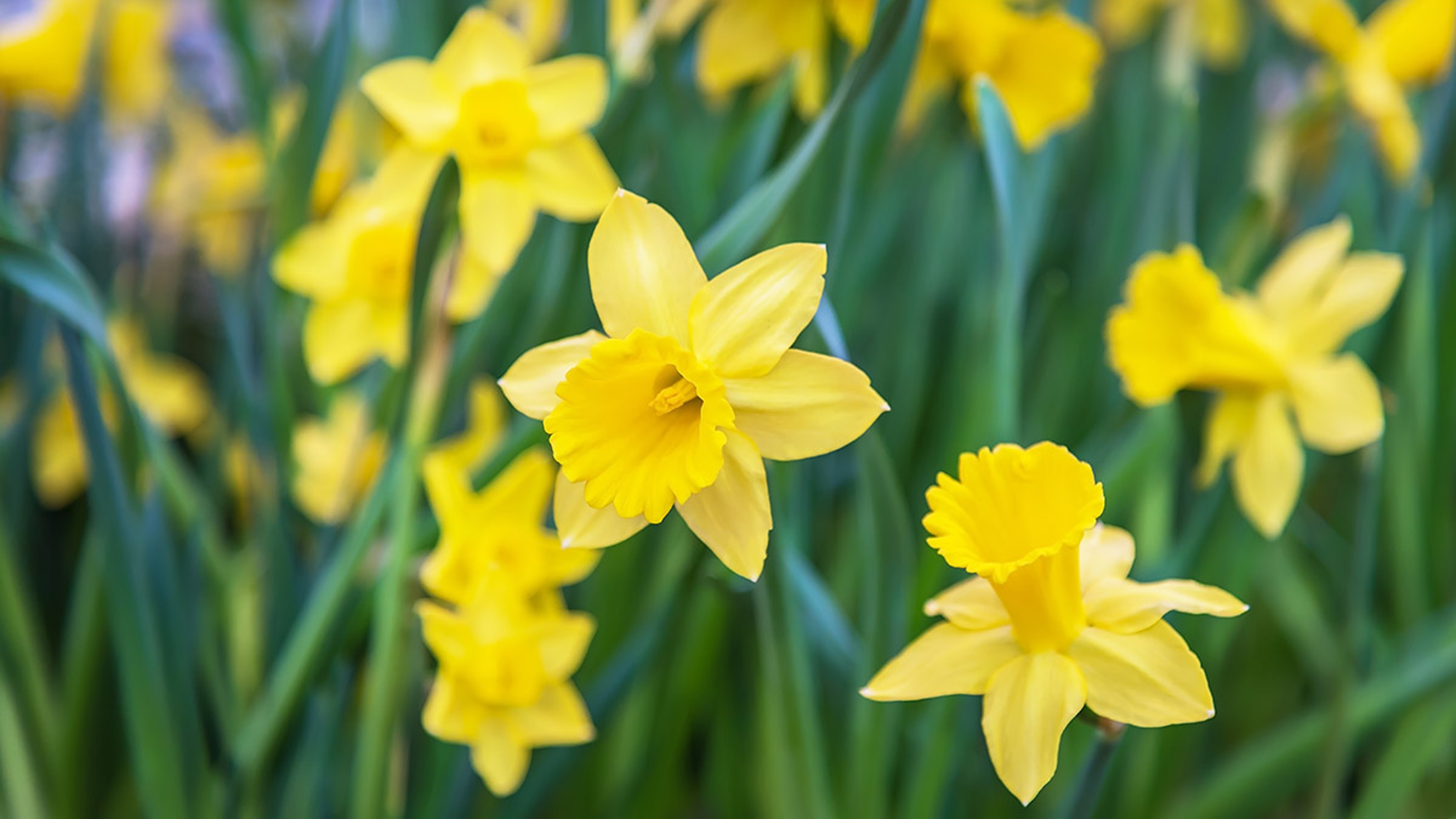 easter flowers with daffodils