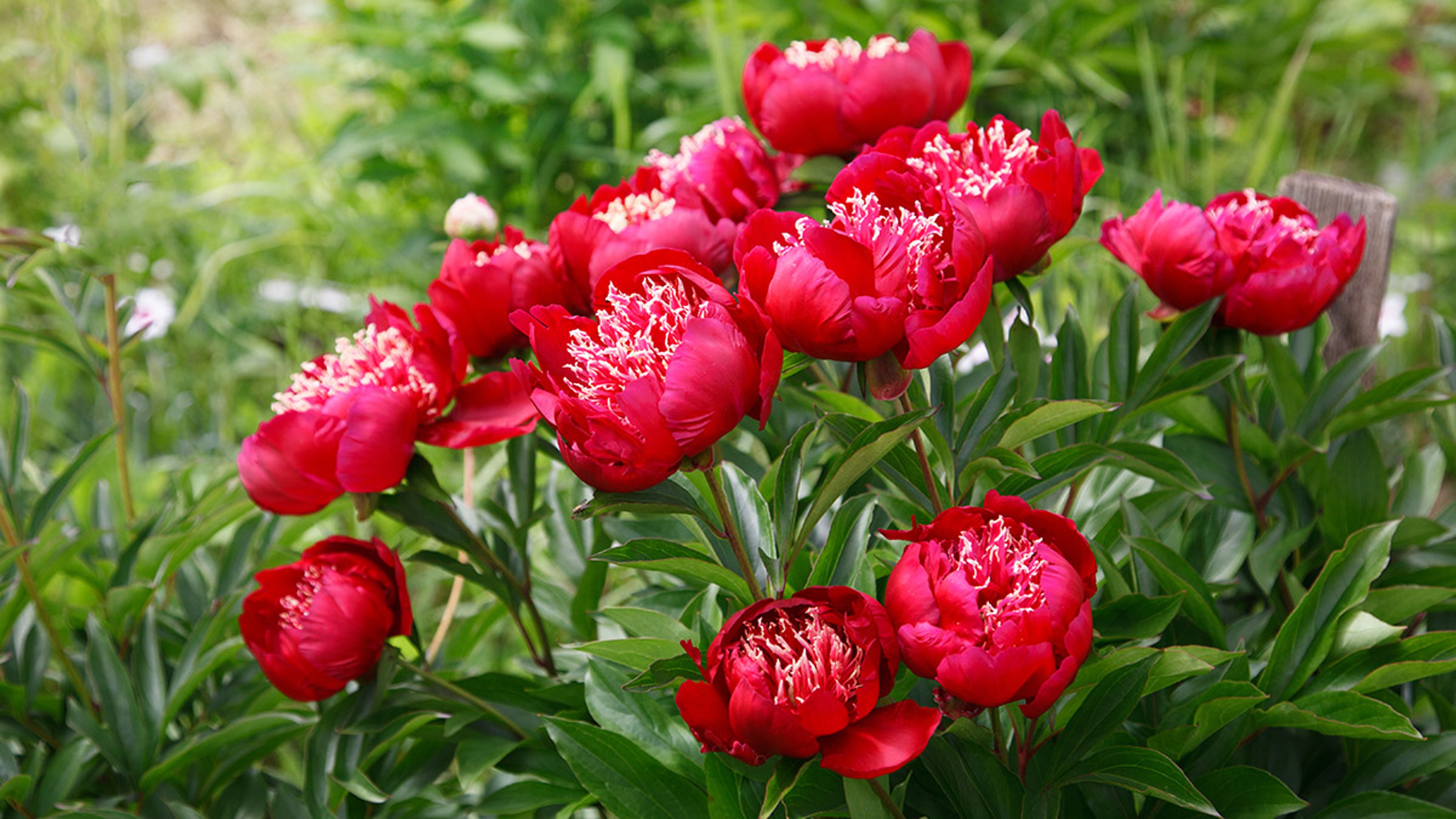 A blooming red peony bush in the garden.