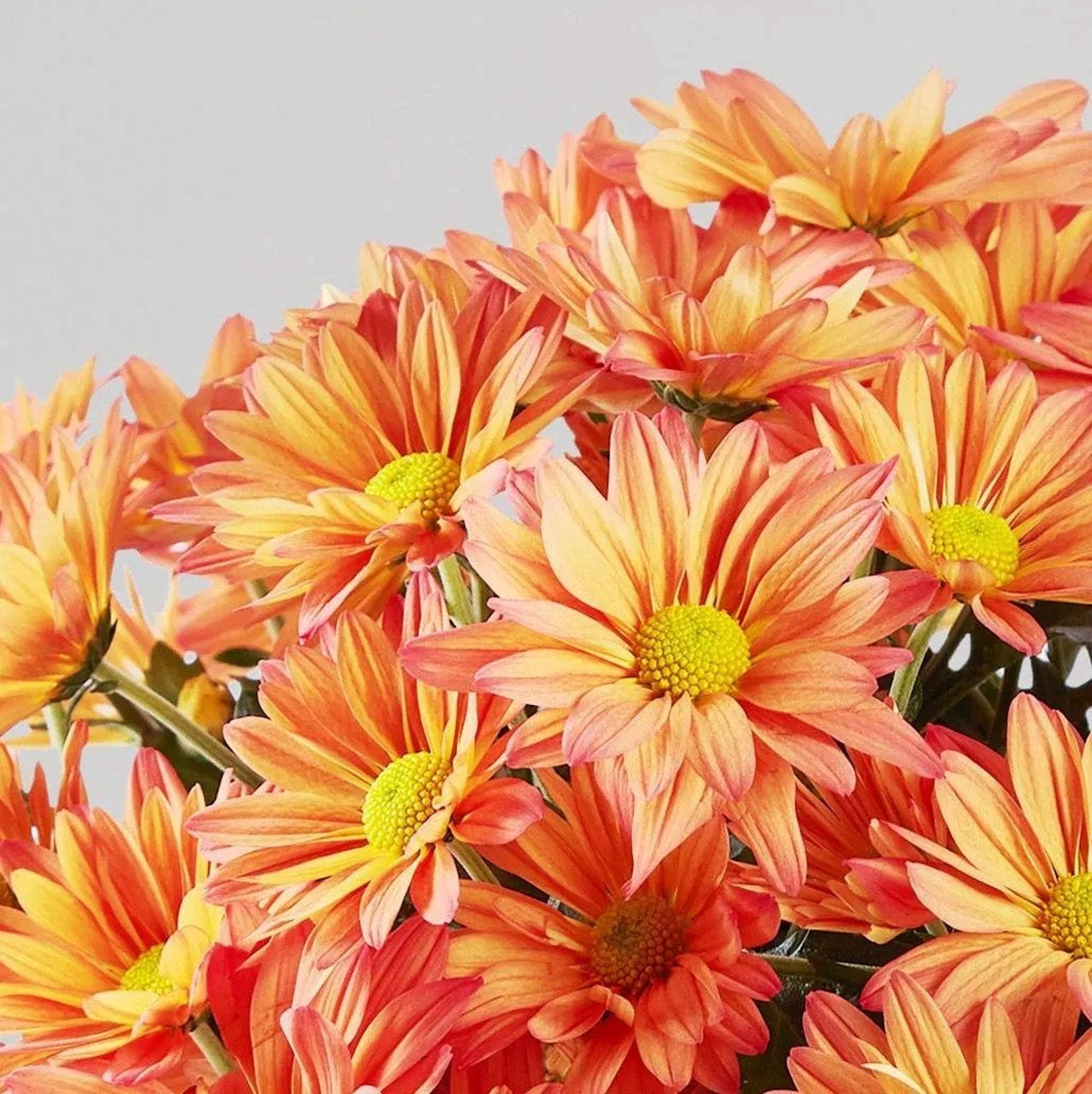 Article Cards Featured Image Closeup of Chrysanthemum Blooming Plant