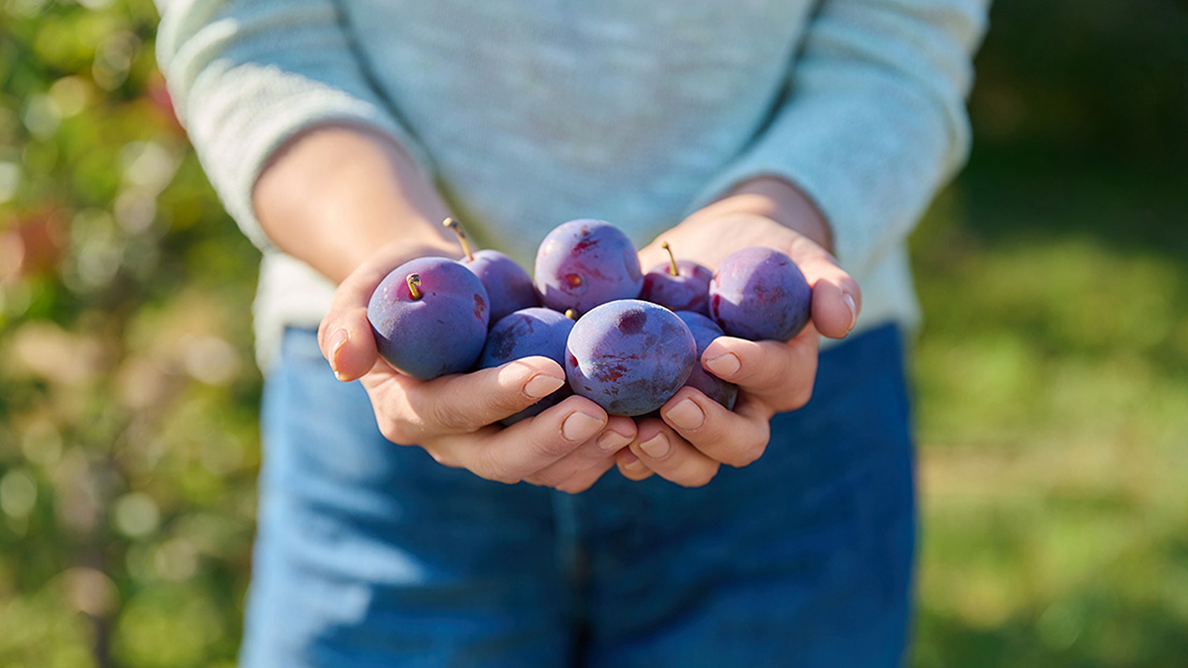 Hands holding several ripe plums.