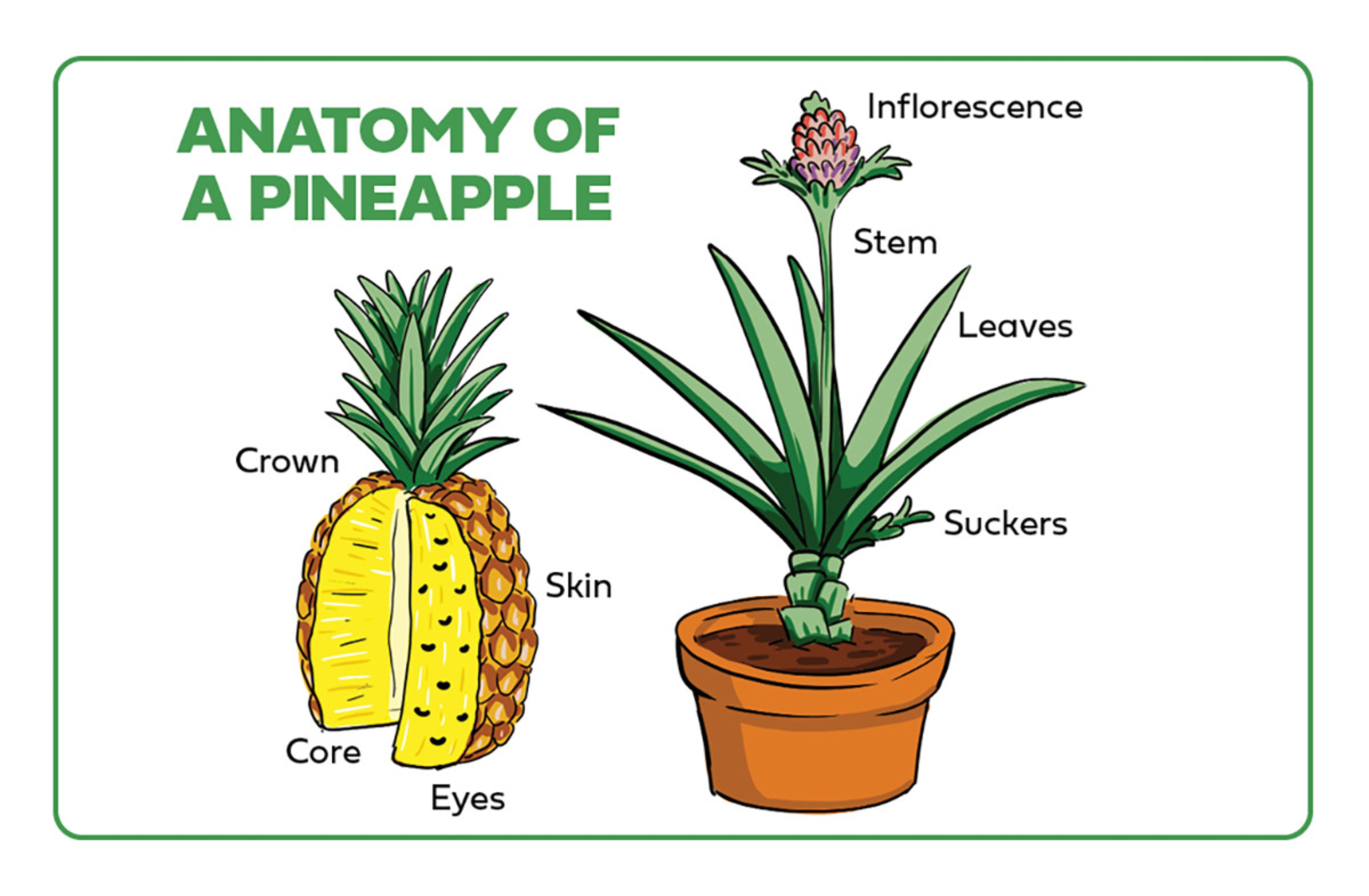 types of pineapple horizontal anatomy